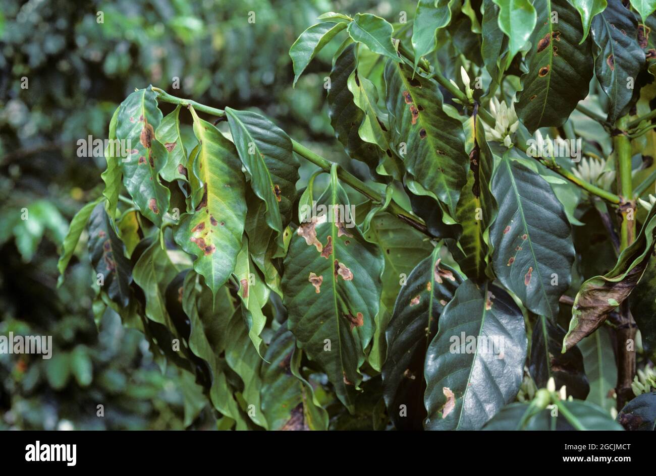 Coffee leafminer (Leucoptera coffeella) old damage from leaf miners to arabica coffee leaves, Colombia Stock Photo