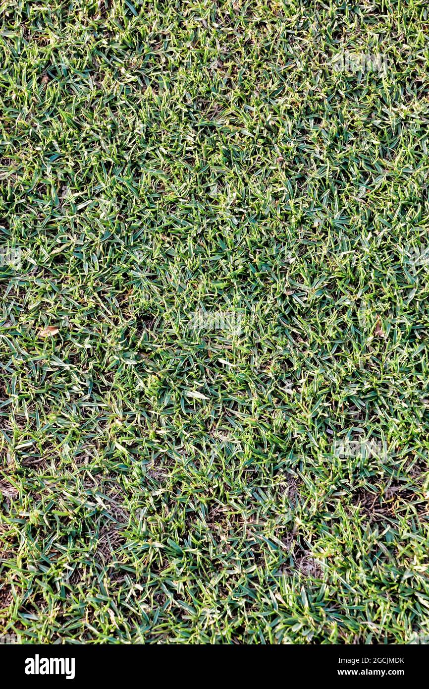 Green grass texture background Stock Photo - Alamy