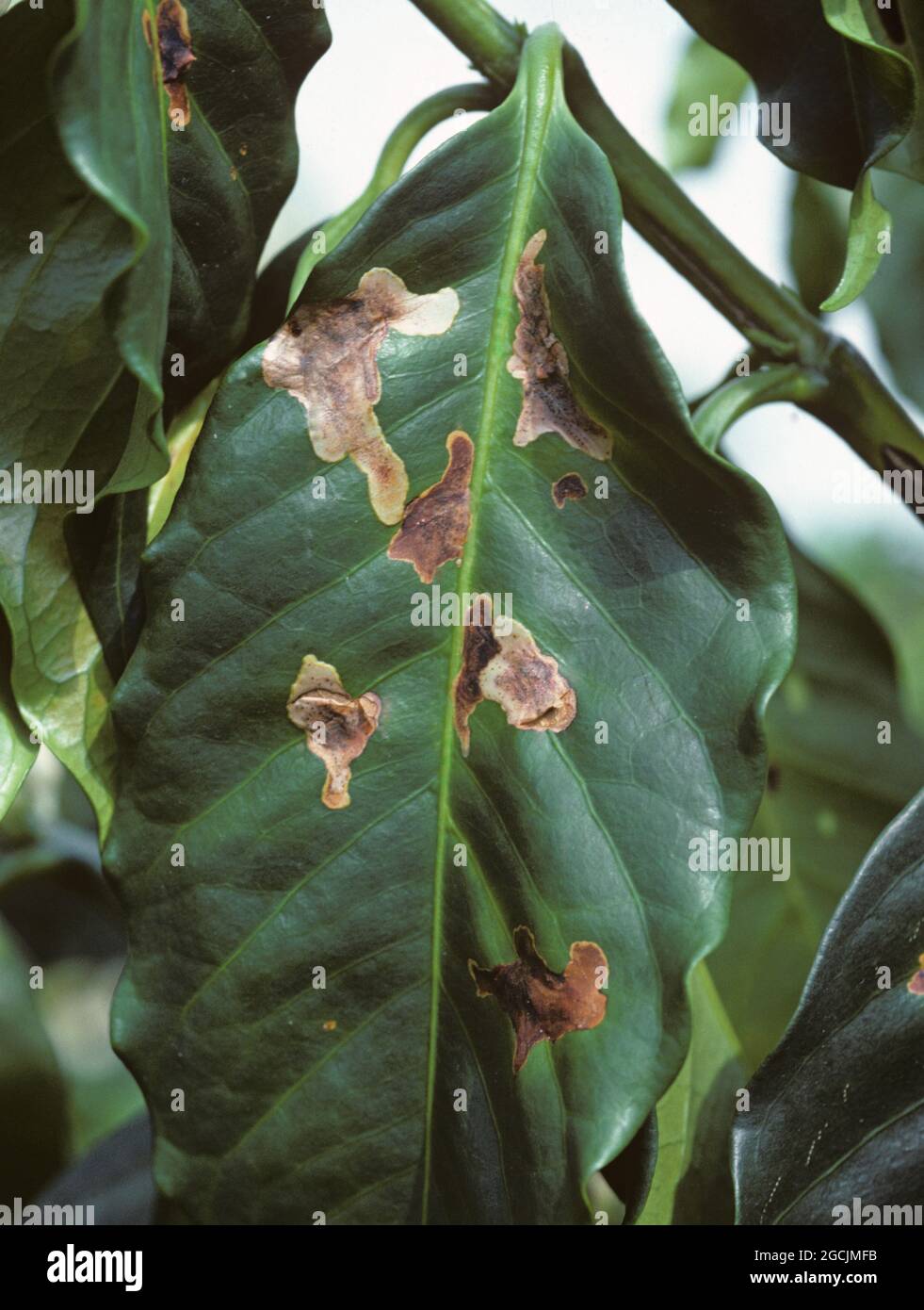 Coffee leafminer (Leucoptera coffeella) old damage from leaf miners to arabica coffee leaves, Colombia Stock Photo