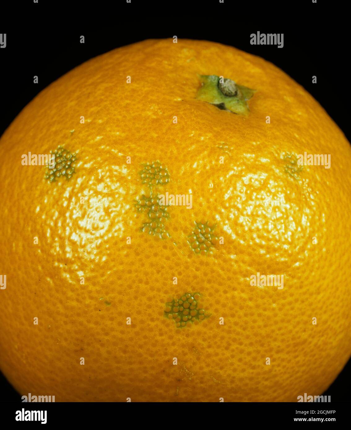 Olleocellosis, a phsiological rind disorder causing blemishes in orange peel after rupture of the peel oil glands causing a toxic reaction in the peri Stock Photo