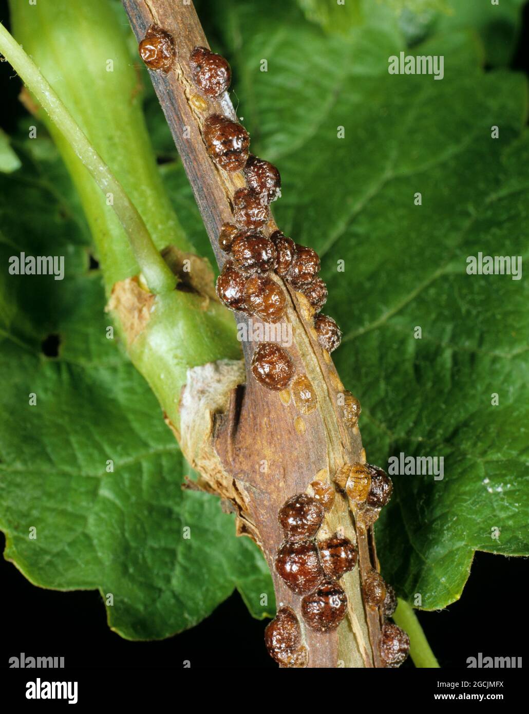 Brown scale or European fruit lecanium (Parthenolecanium corni) insect infestation on a grapevine, vine, grape, stem Stock Photo