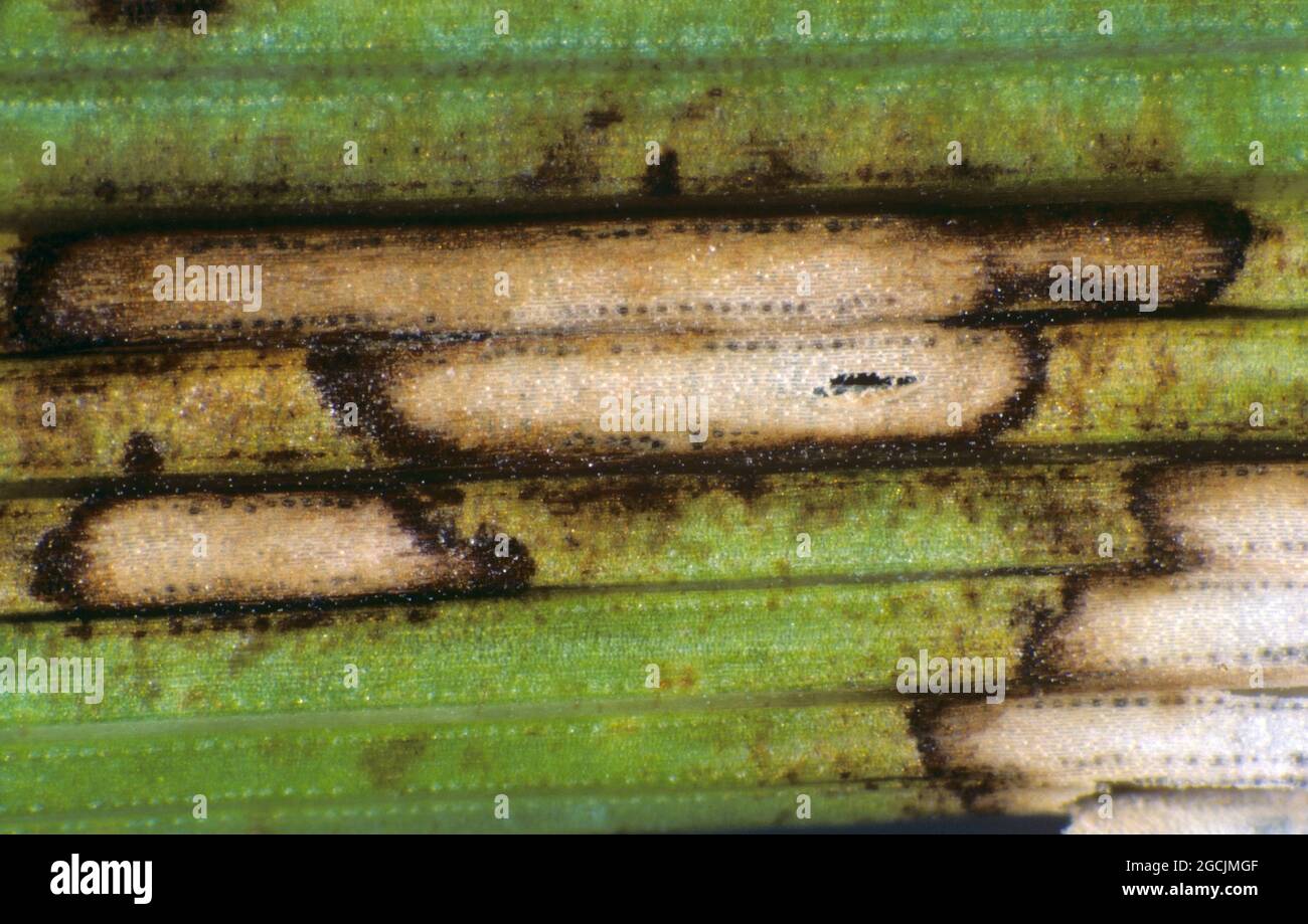 Fungal Leaf Spot High Resolution Stock Photography and Images - Alamy