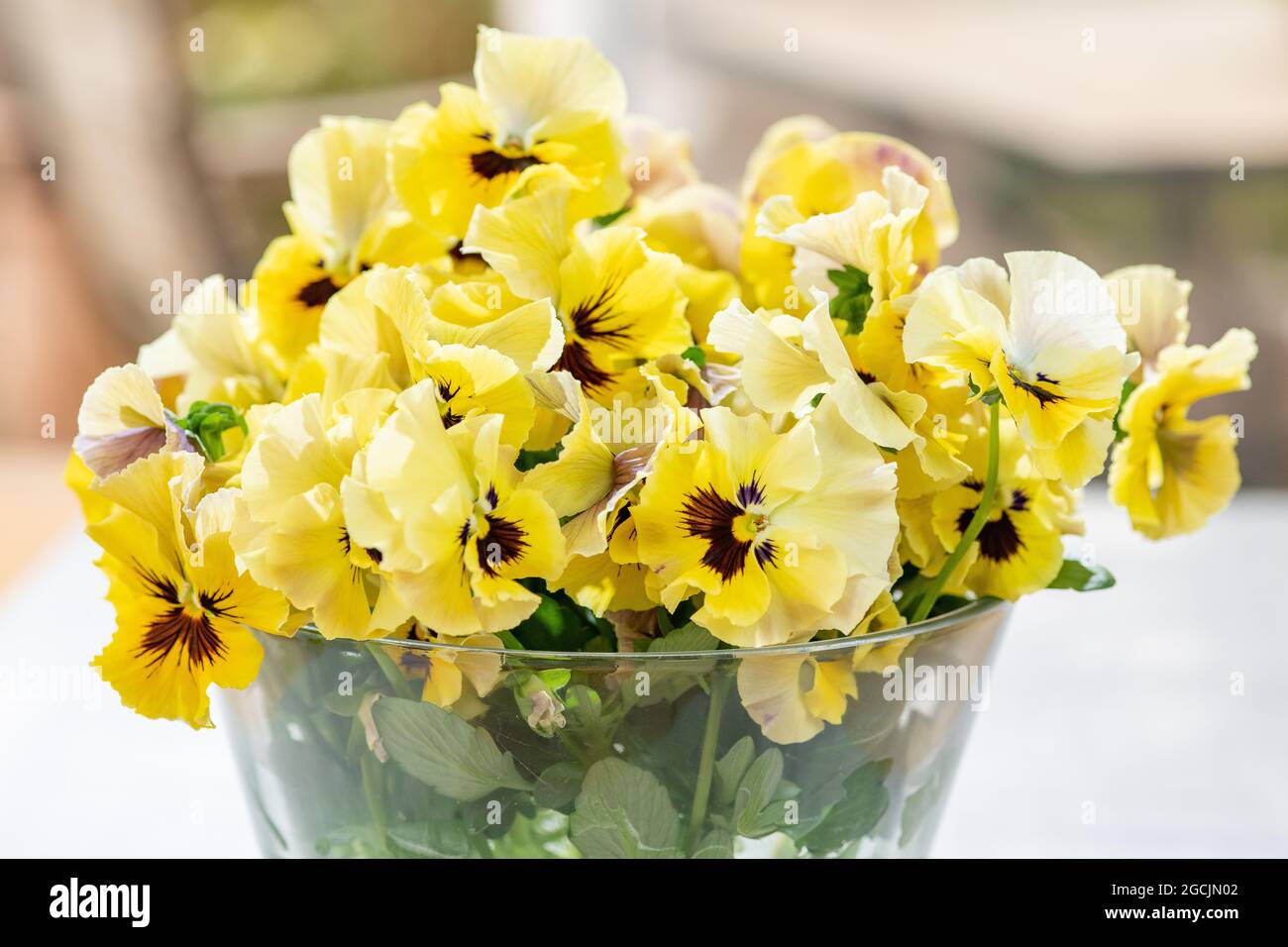 botany, bouquet of pansy, FOR GREETING/POSTCARD-USE IN GERM.SPEAK.C CERTAIN RESTRICTIONS MAY APPLY Stock Photo