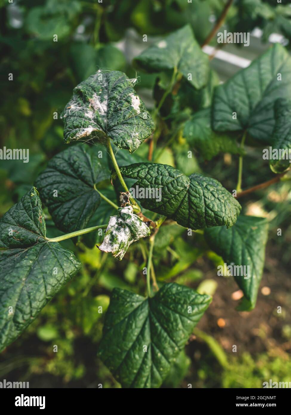 Black currant diseases. Diseases and pests of berry bushes. Curled currant leaf from fungal disease or aphids. Downy Mildew. Selective focus Stock Photo