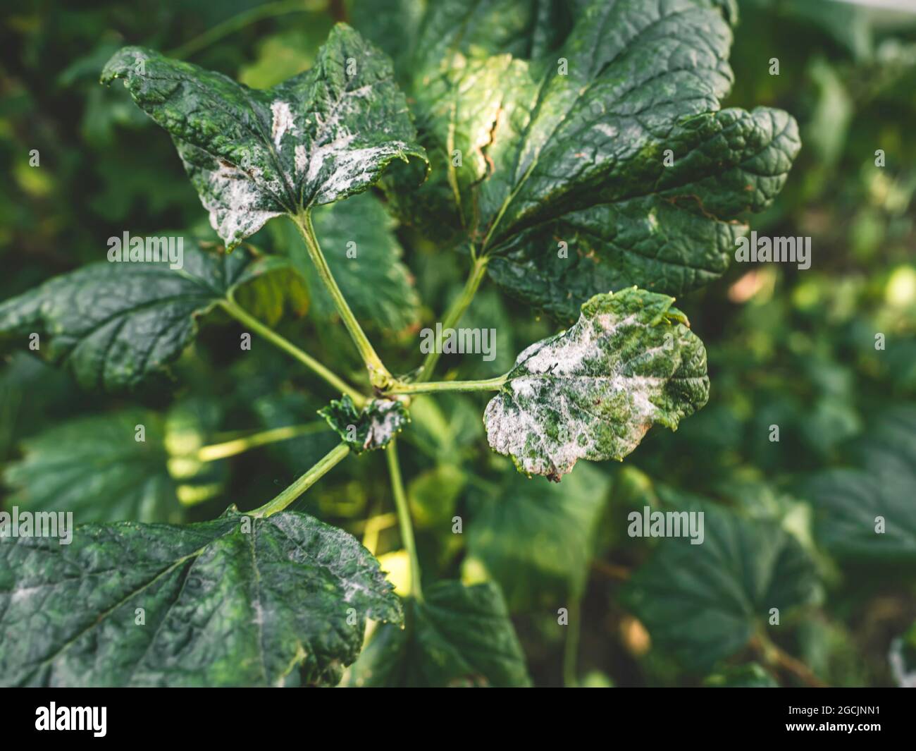 Black currant diseases. Diseases and pests of berry bushes. Curled currant leaf from fungal disease or aphids. Downy Mildew. Selective focus Stock Photo