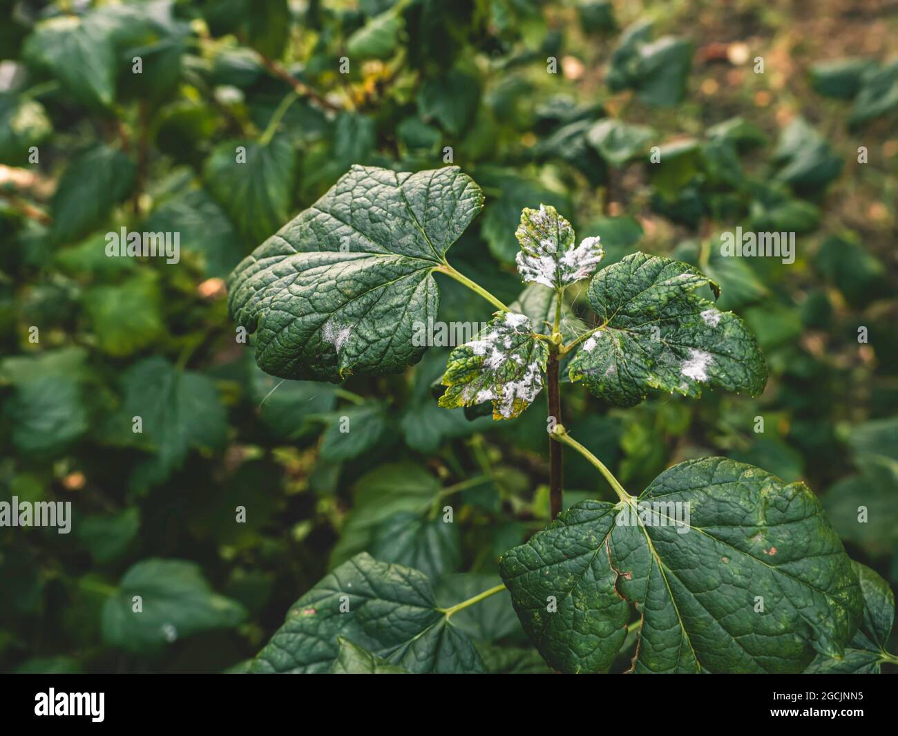 Black currant diseases. Diseases and pests of berry bushes. Curled currant leaf from fungal disease or aphids. Downy Mildew. Selective focus Stock Photo