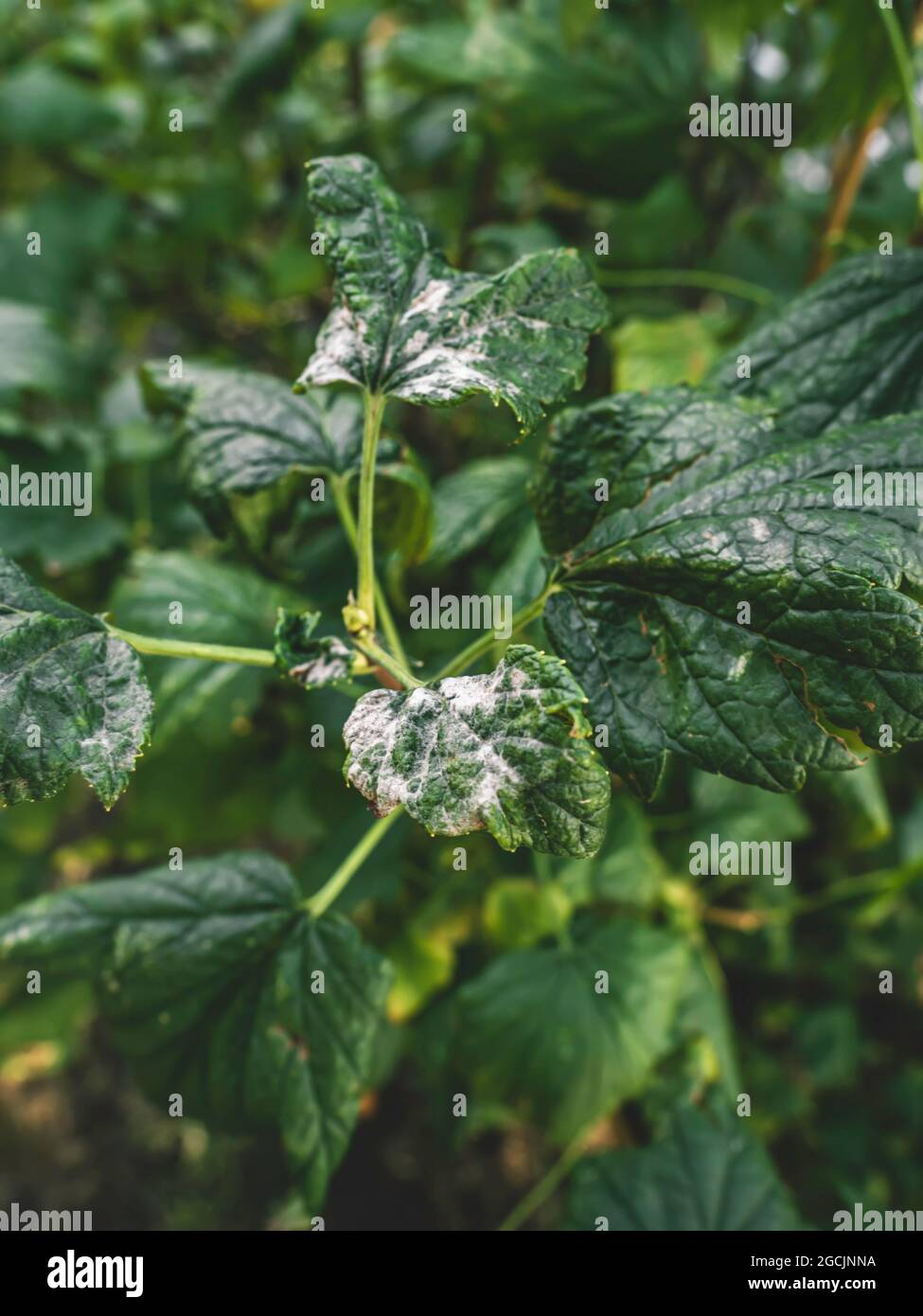 Black currant diseases. Diseases and pests of berry bushes. Curled currant leaf from fungal disease or aphids. Downy Mildew. Selective focus Stock Photo