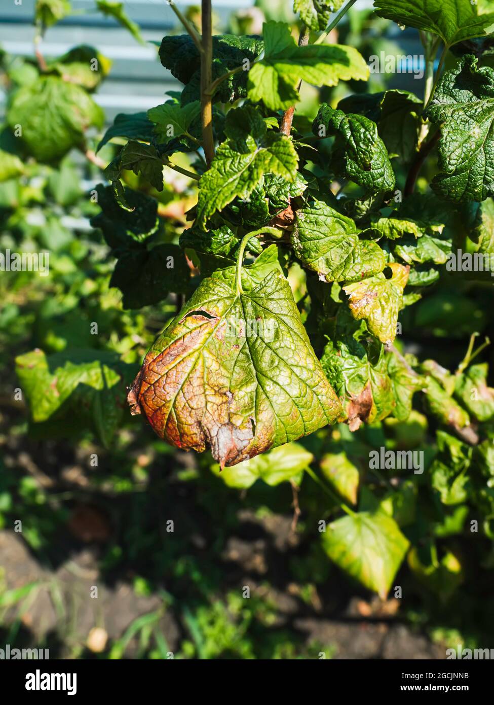 Black currant diseases. Diseases and pests of berry bushes. Curled currant leaf from fungal disease or aphids. Downy Mildew. Selective focus Stock Photo