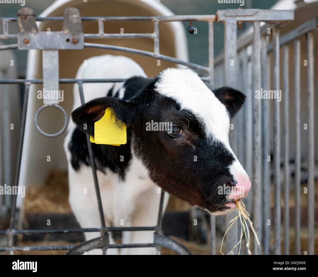 portrait of young black and white spotted calf Stock Photo - Alamy