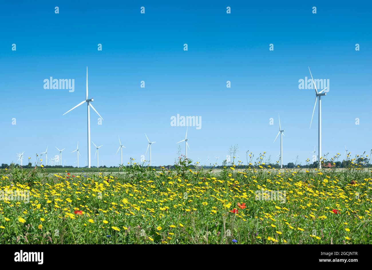 red and yellow summer flowers and wind turbines under blue sky Stock Photo Alamy