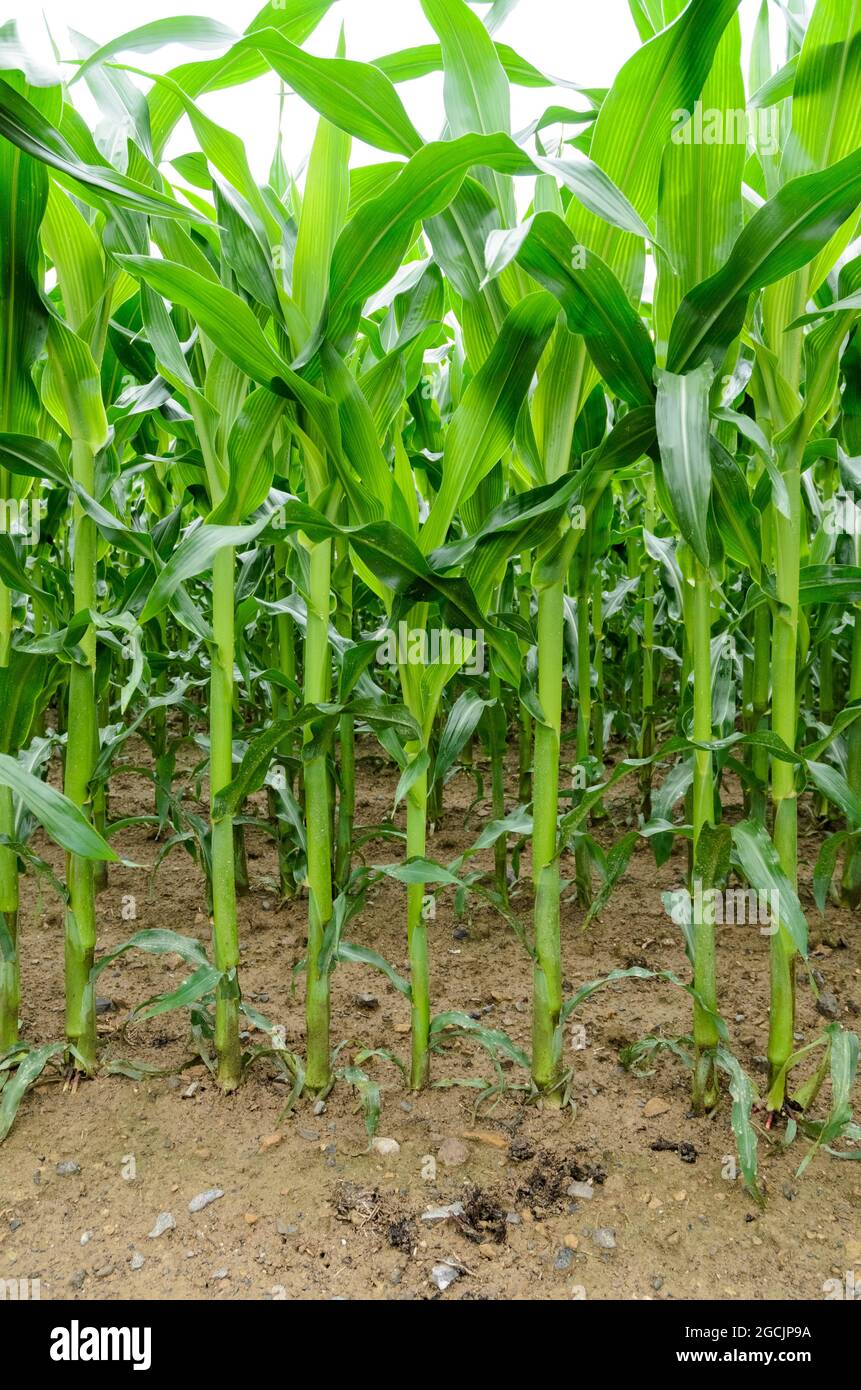 Corn stalks, young green maize plants (Zea mays) growing on soil in an