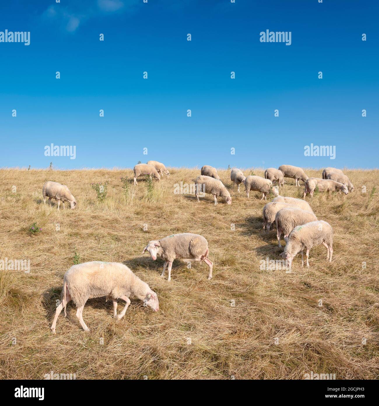 Sheep on grass with blue sky hi-res stock photography and images - Alamy