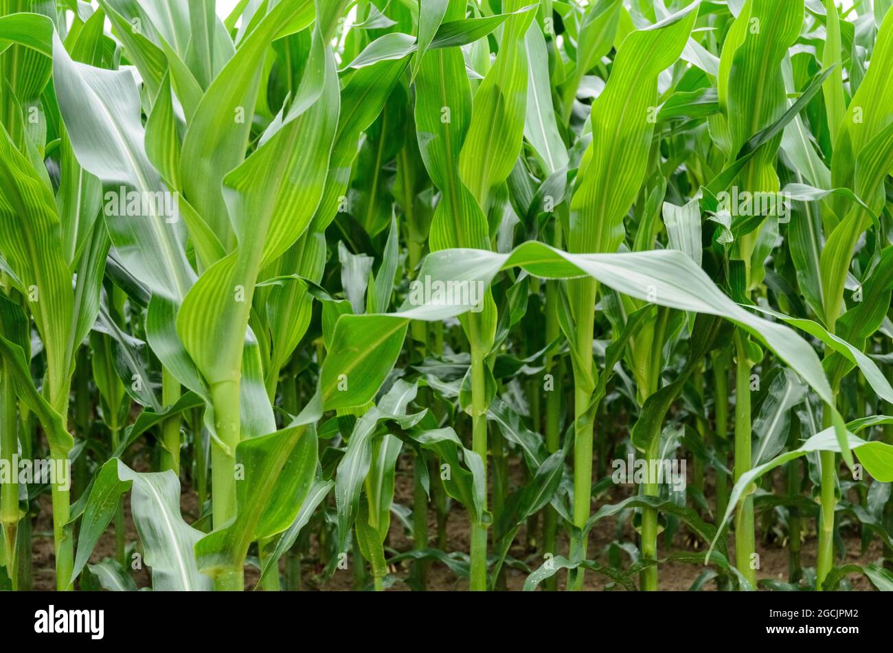 Maize leaves hi-res stock photography and images - Alamy