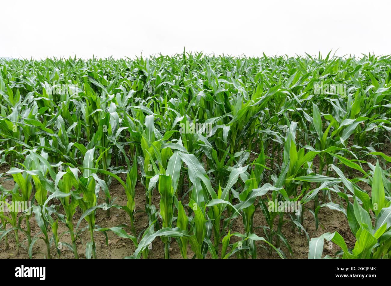 Corn stalks, young green maize plants (Zea mays) growing in an ...