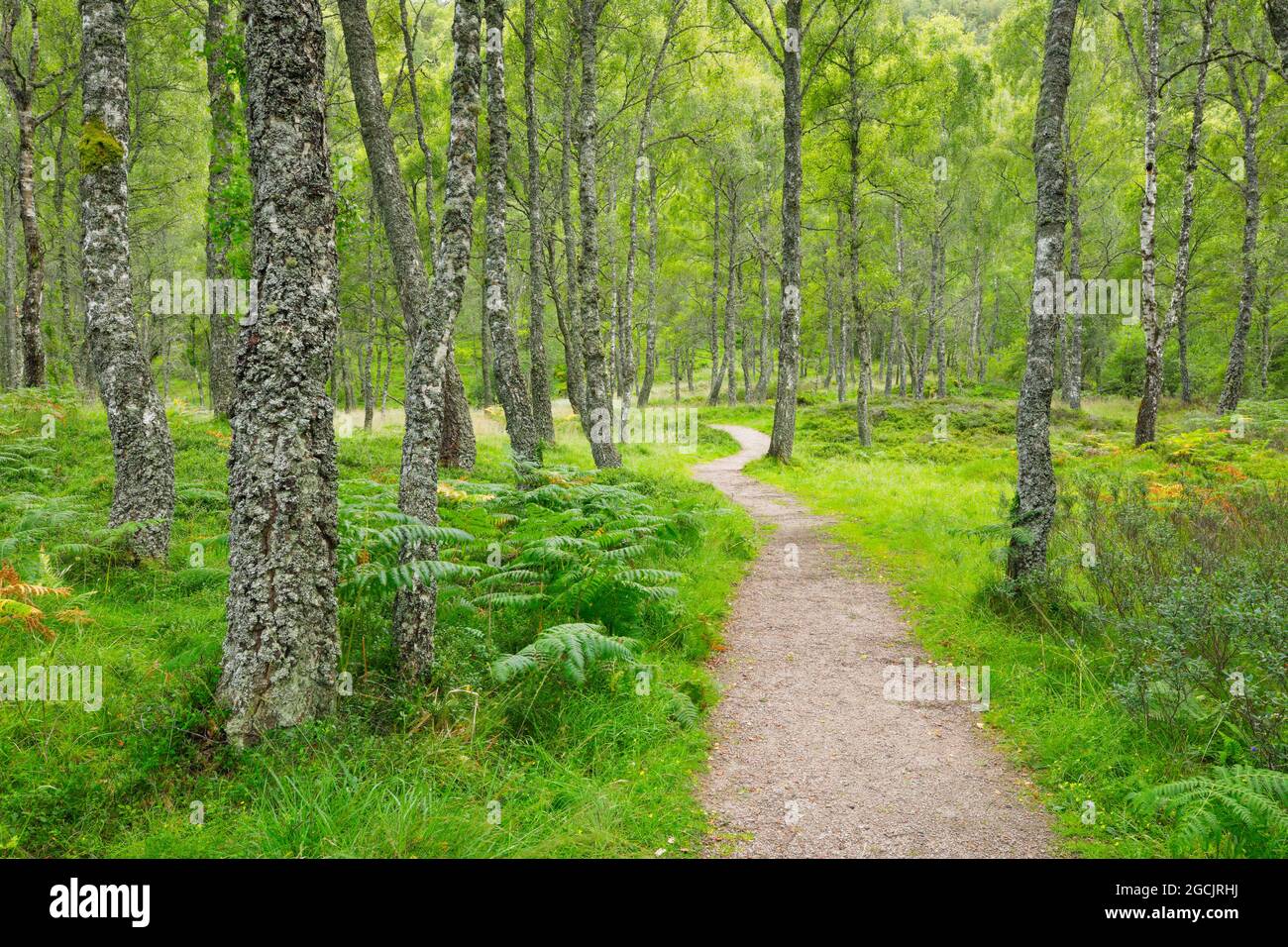 geography / travel, Great Britain, Scotland, footway in the birch forest, NO-EXCLUSIVE-USE FOR FOLDING-CARD-GREETING-CARD-POSTCARD-USE Stock Photo