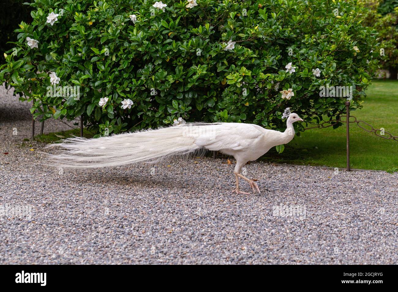 white peafowl, Isola Bella, Stresa, Lake Maggiore, Piedmont, Italy Stock Photo