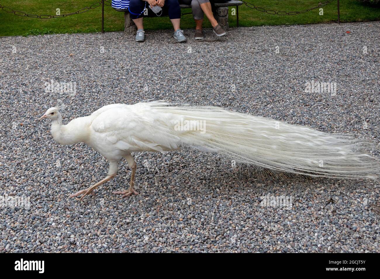 white peafowl, Isola Bella, Stresa, Lake Maggiore, Piedmont, Italy Stock Photo
