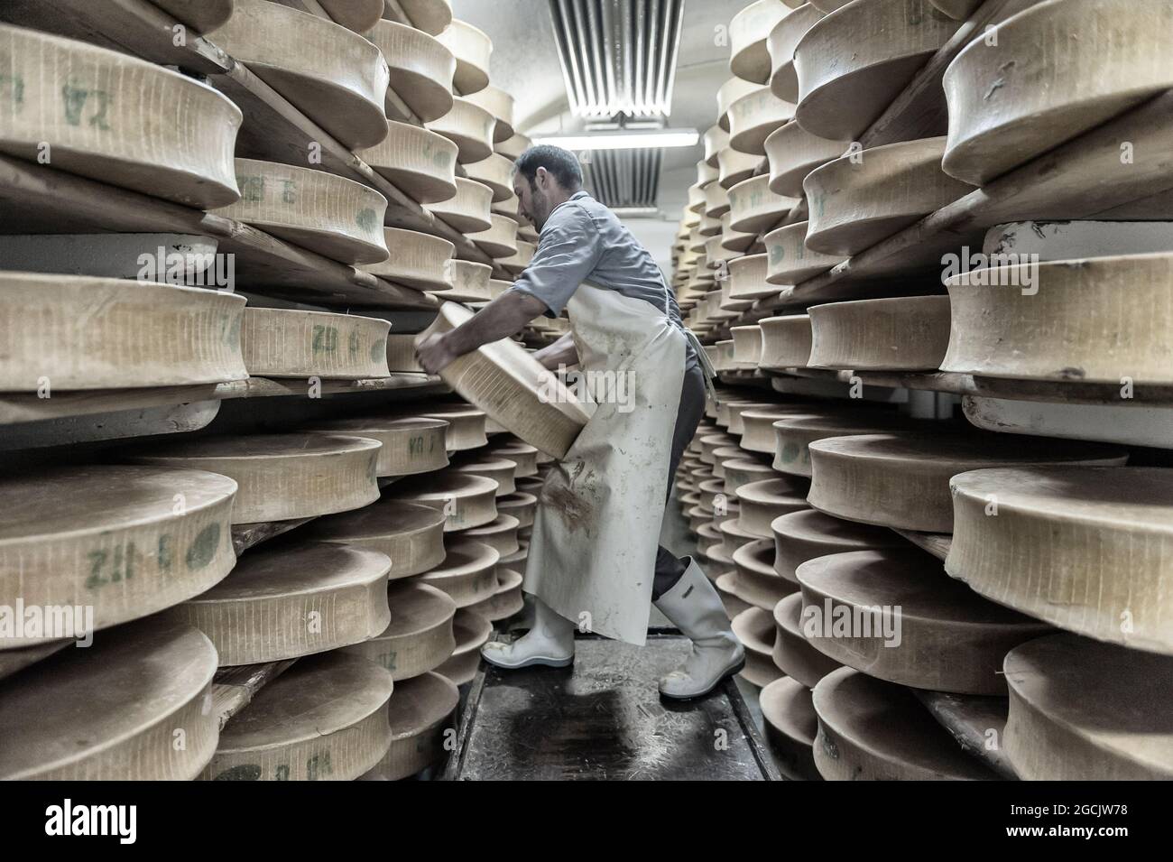 A cheesemaker manually turning the Beaufort Cheese wheel in the ripening cellars at the Beaufortain Cooperative Dairy in Beaufort. Savoie, France Stock Photo