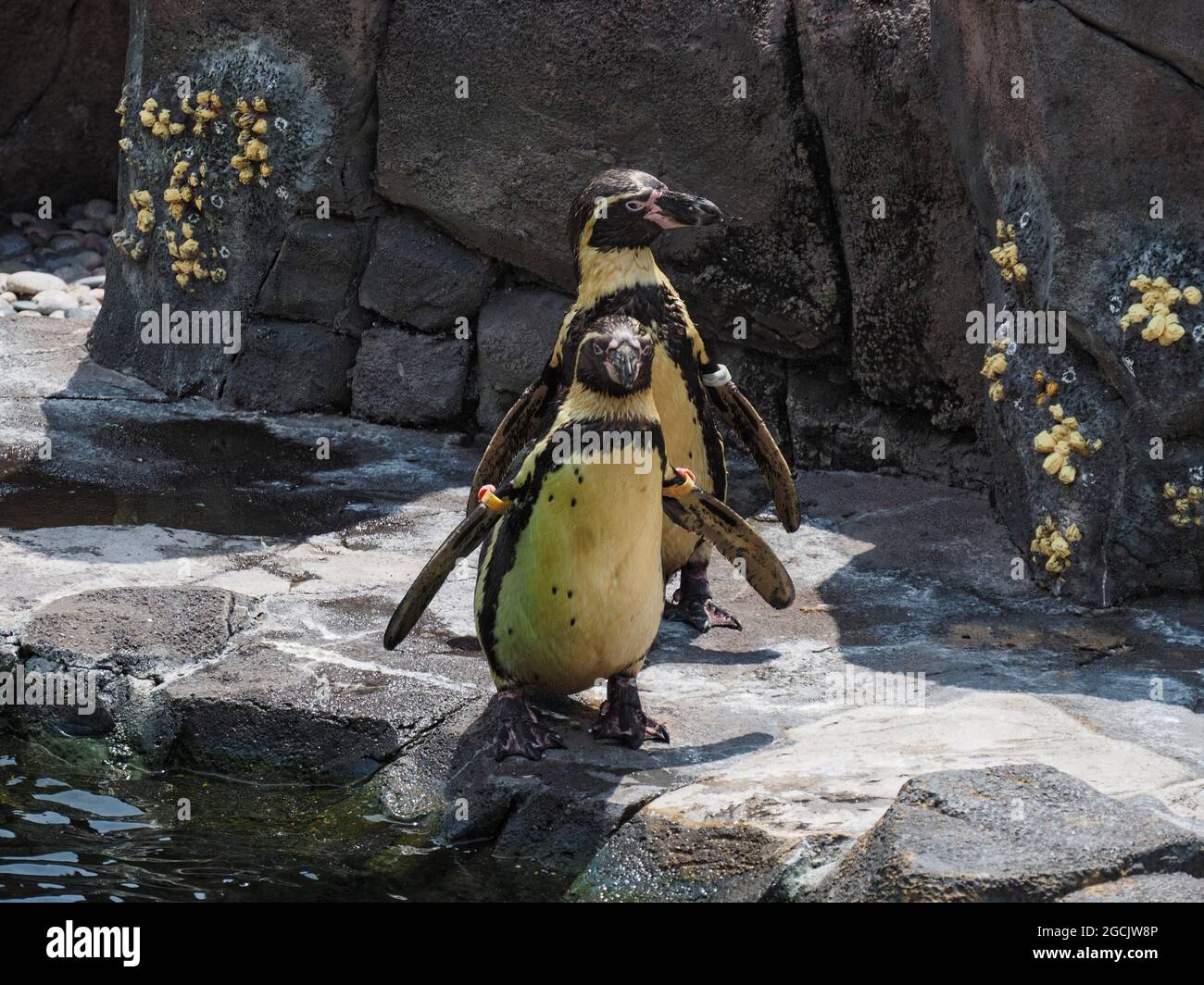 African penguins in a zoo in Kansas City, Missouri Stock Photo Alamy