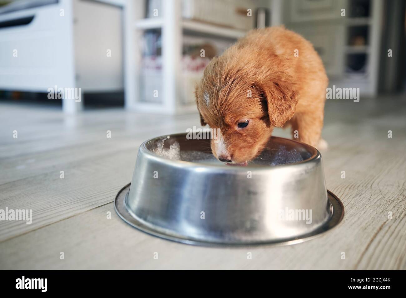 Feeding of hungry dog. Puppy of Nova Scotia Duck Tolling Retriever eating milk from metal bowl at home kitchen. Stock Photo