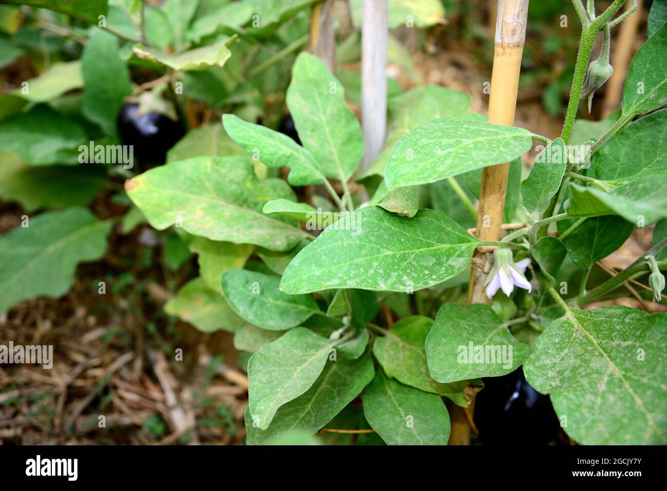Eggplant is a dicotyledonous angiosperm plant belonging to the Solanaceae family, cultivated for