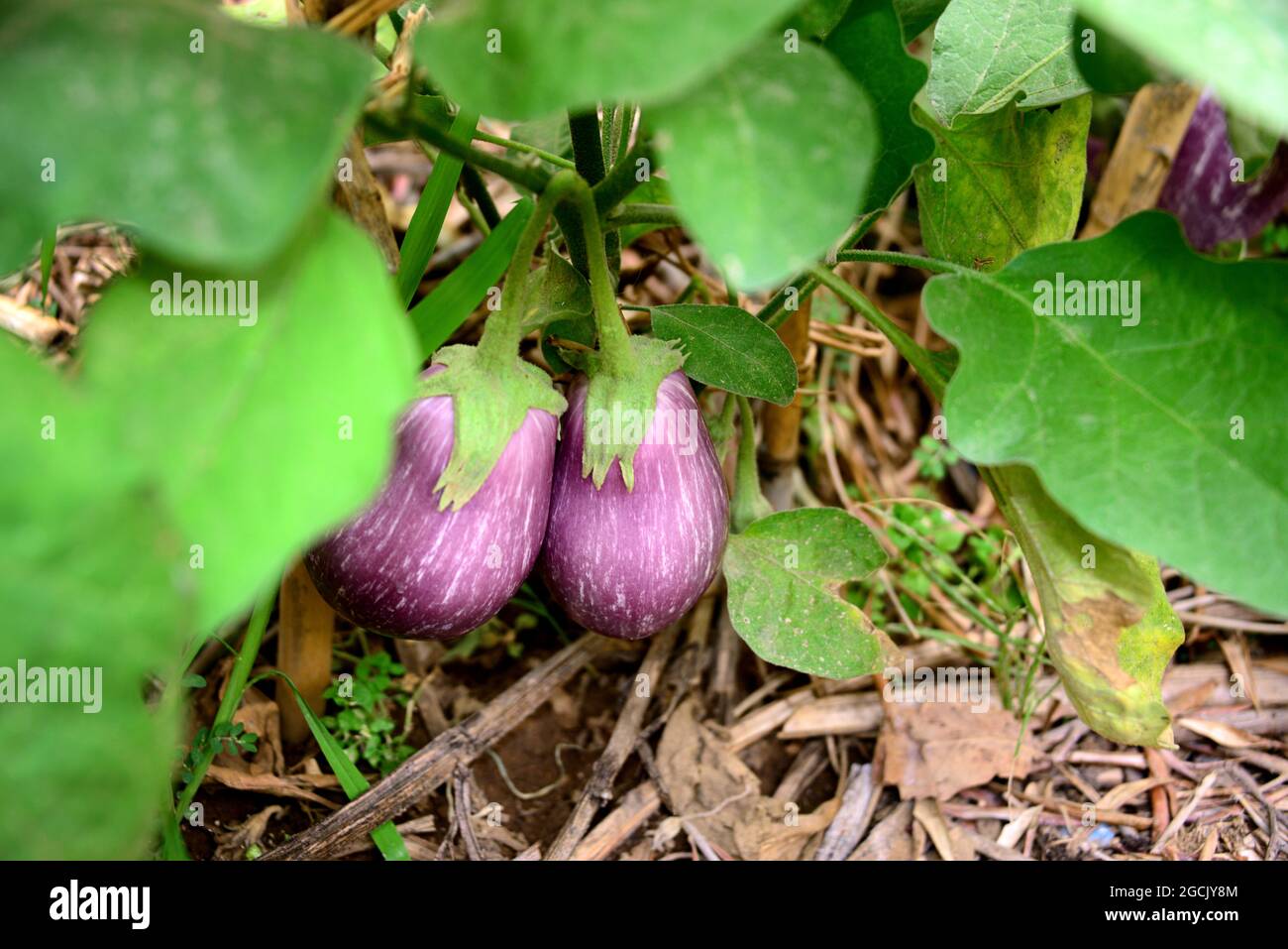Eggplant is a dicotyledonous angiosperm plant belonging to the Solanaceae family, cultivated for