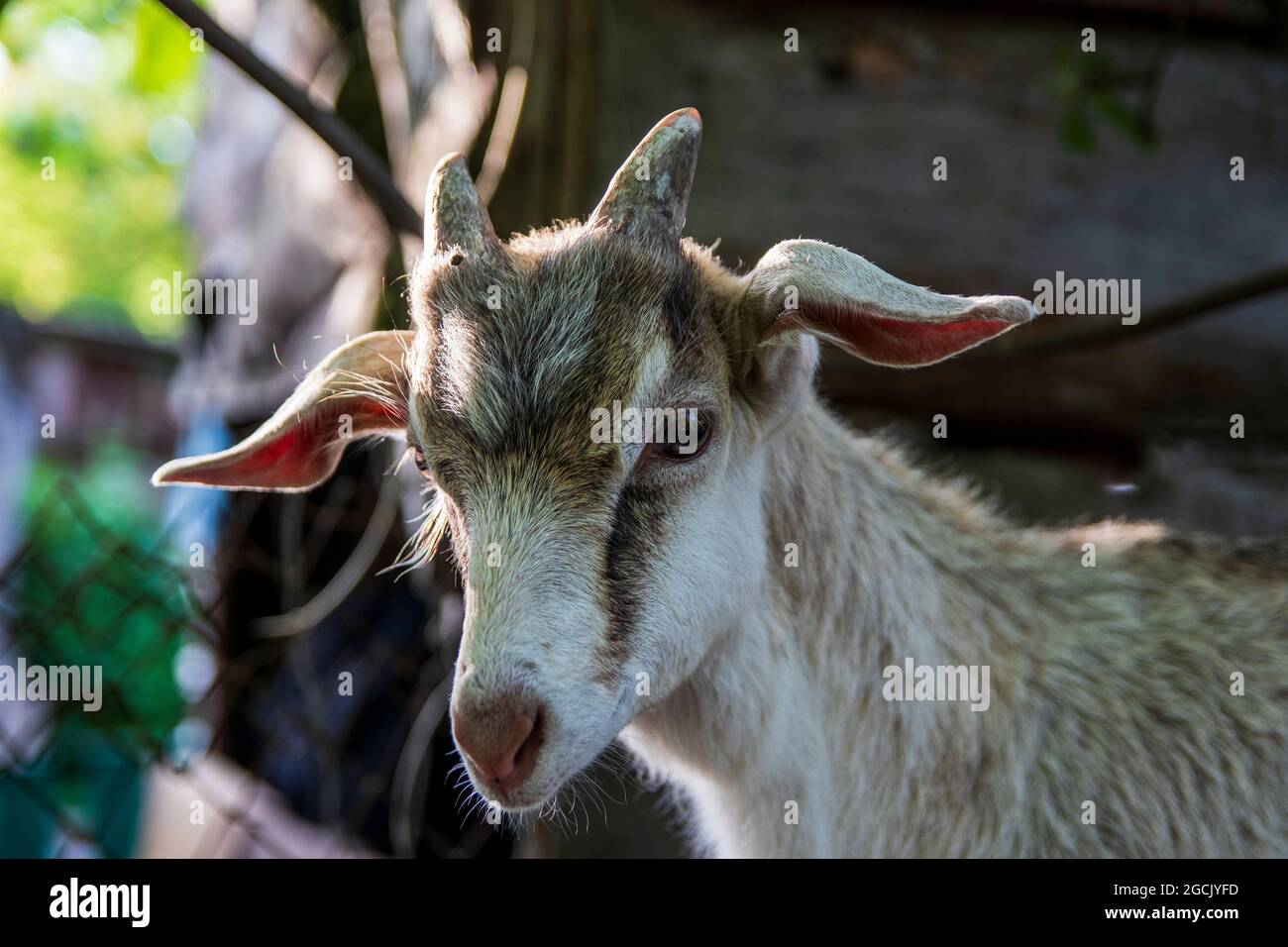 Portrait of a young goat with small horns. Graywhite color closeup