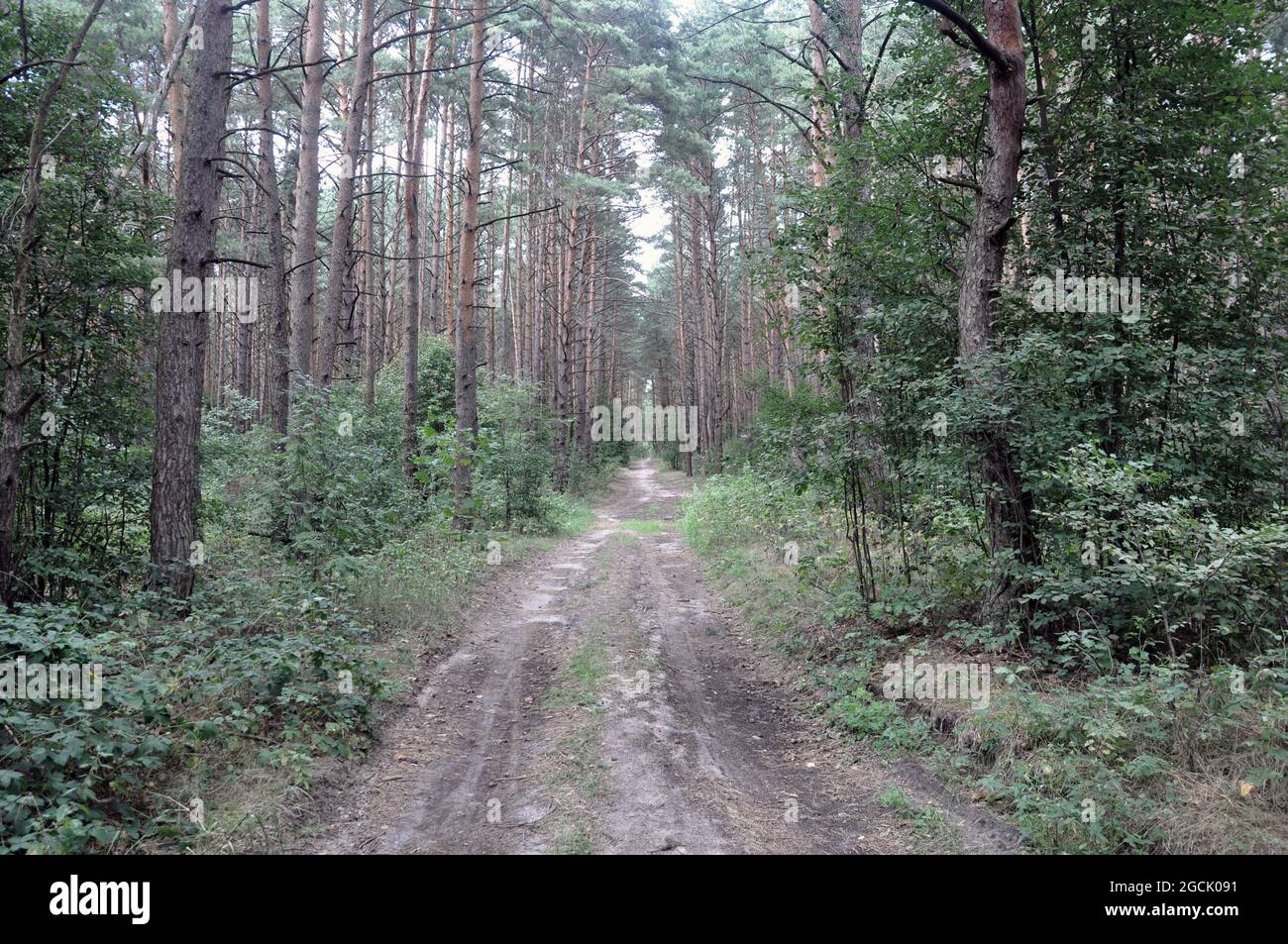 Pine forest on a summer sunny day. Background, texture Stock Photo - Alamy