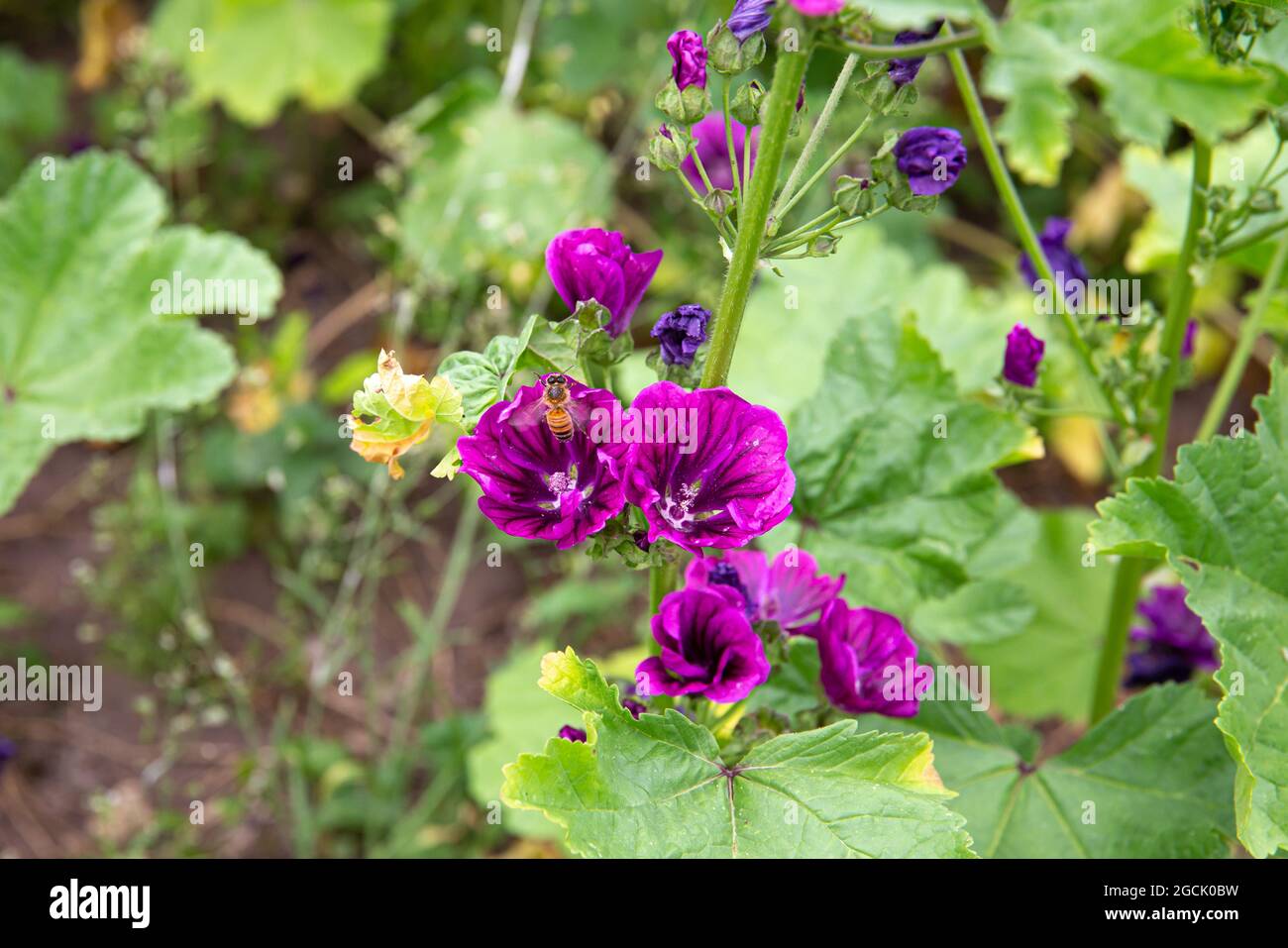 Malva sylvestris, common mallow agricultural field, purple flowers growing in summer outdoors. Stock Photo