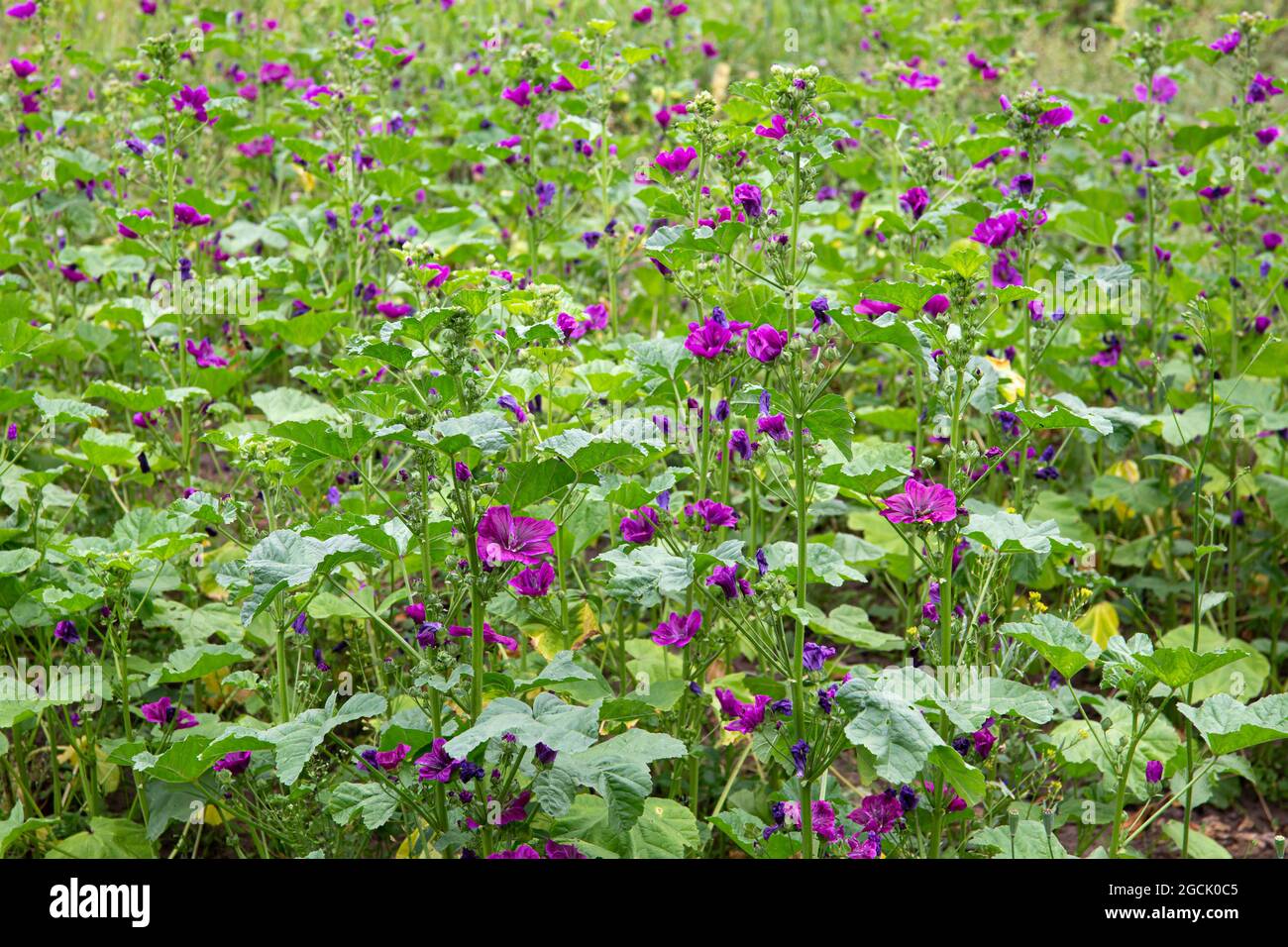 Malva sylvestris, common mallow agricultural field, purple flowers growing in summer outdoors. Stock Photo