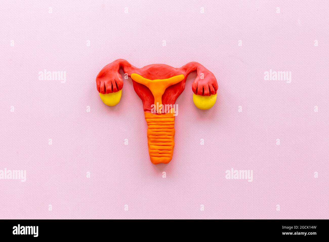 Uterus of female reproductive system. Anatomical model top view Stock