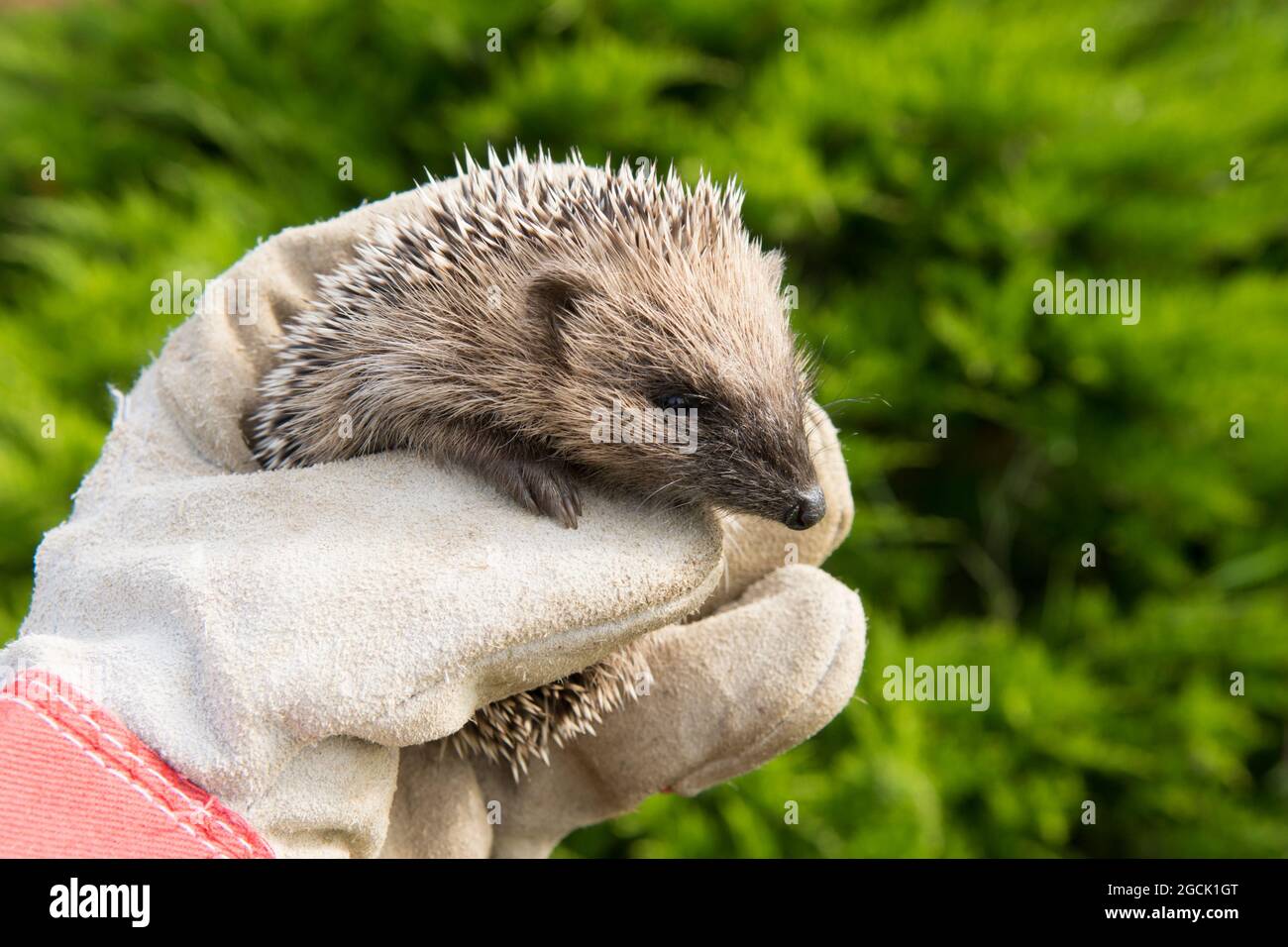 Hedgehog, Erinaceus europaeus, small, unwell, ill, not growing, underweight, held in helpers gloved hand, Sussex, UK, July Stock Photo
