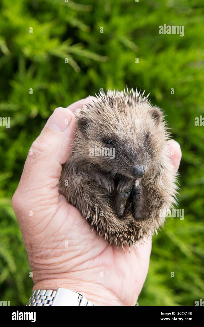 Hedgehog, Erinaceus europaeus, small, unwell, ill, not growing, underweight, held in helpers hand, Sussex, UK, July Stock Photo