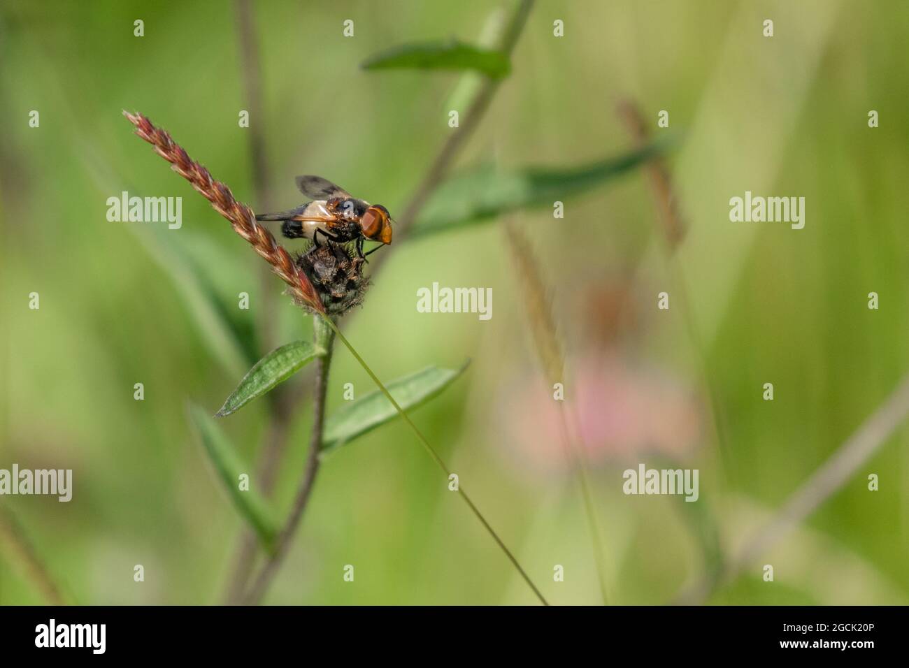 Leucozona Lucorum Hoverfly amongst grasses. Stock Photo