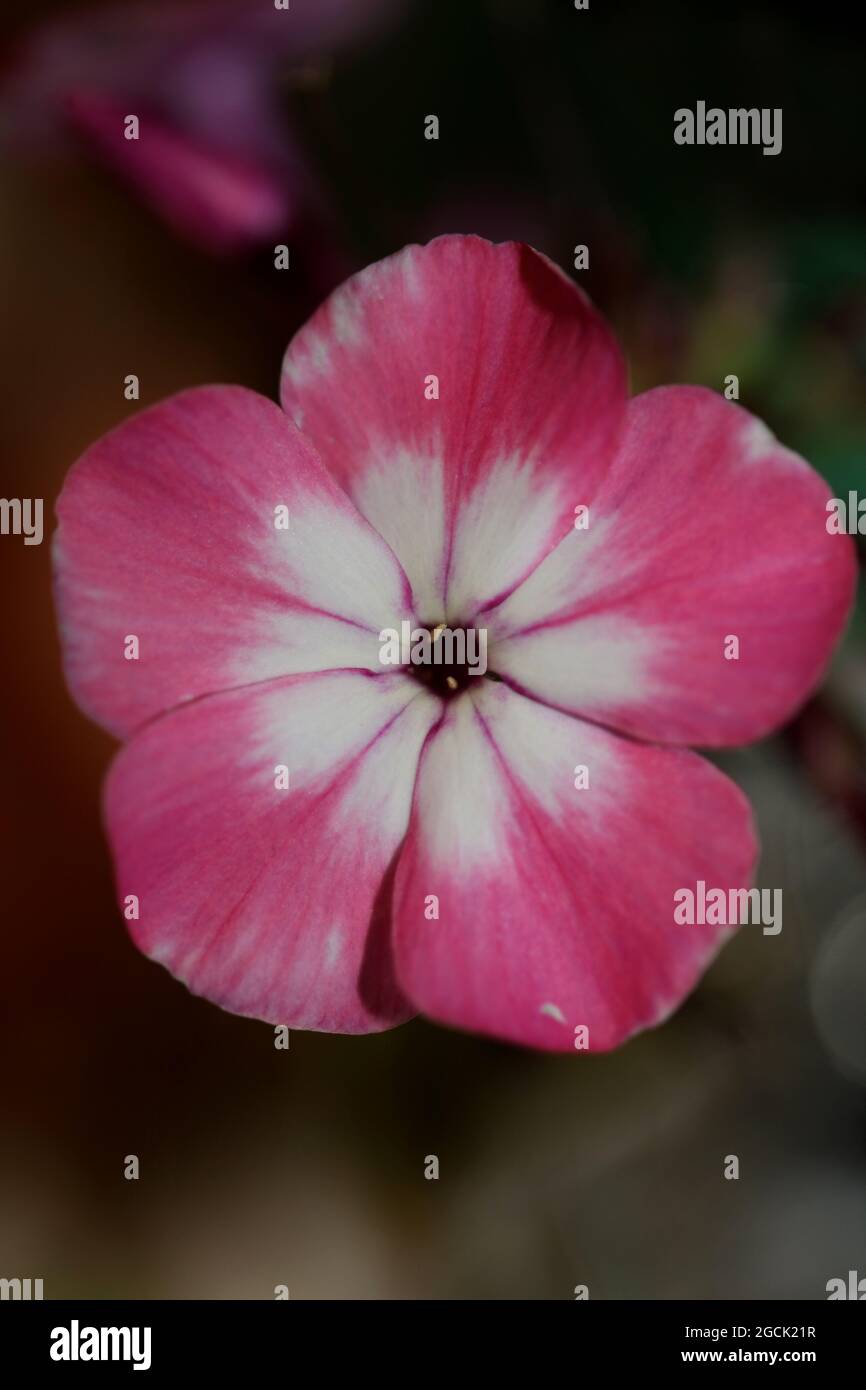 Pink flower blossom macro background phlox drummondii family polemoniaceae high quality big size print Stock Photo
