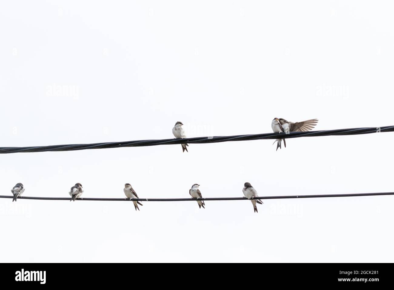 House Martins and a swallow (UK) perched on a cable next to a house. Stock Photo