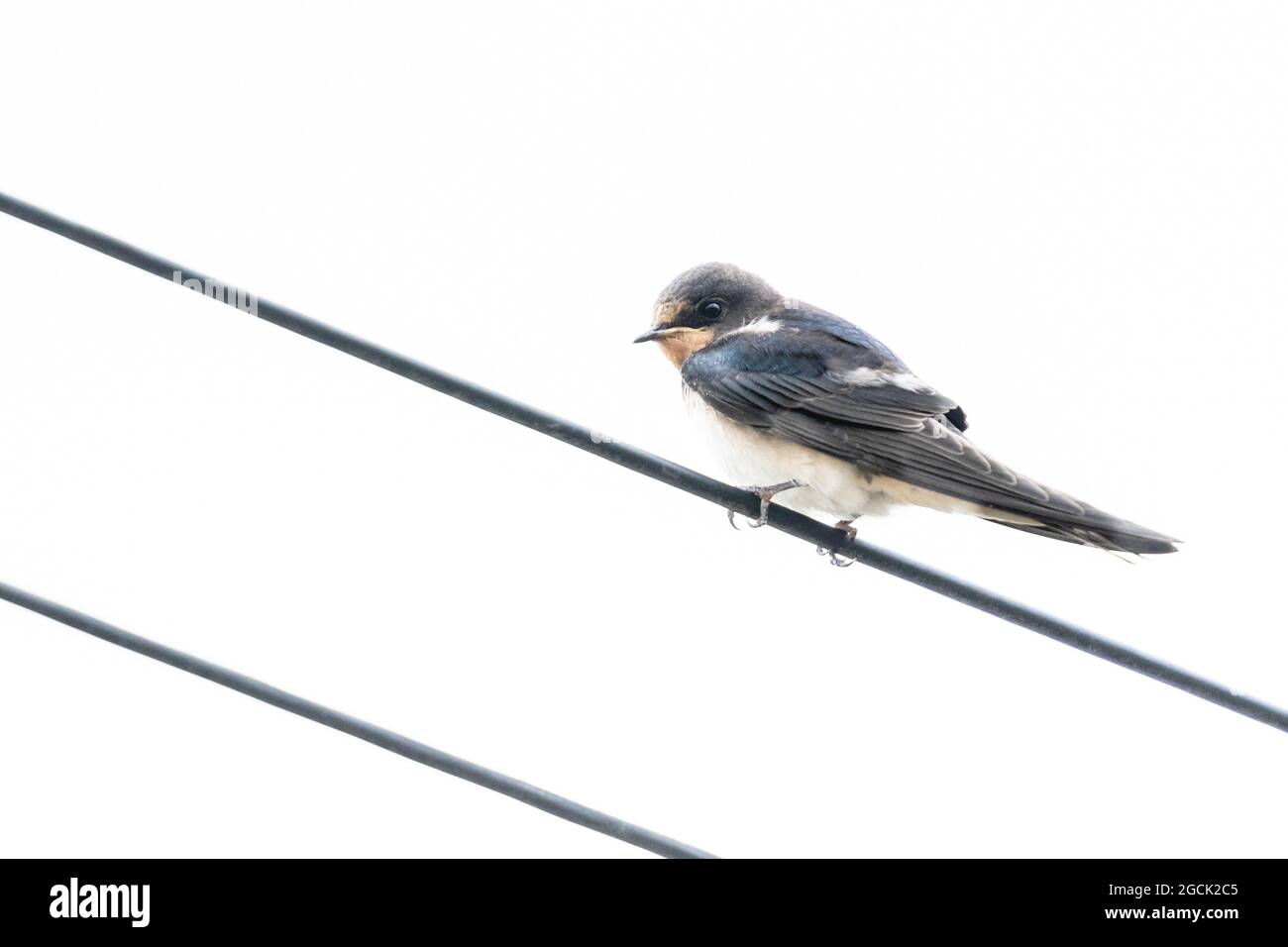 A single barn swallow (UK) on an overhead cable. Stock Photo