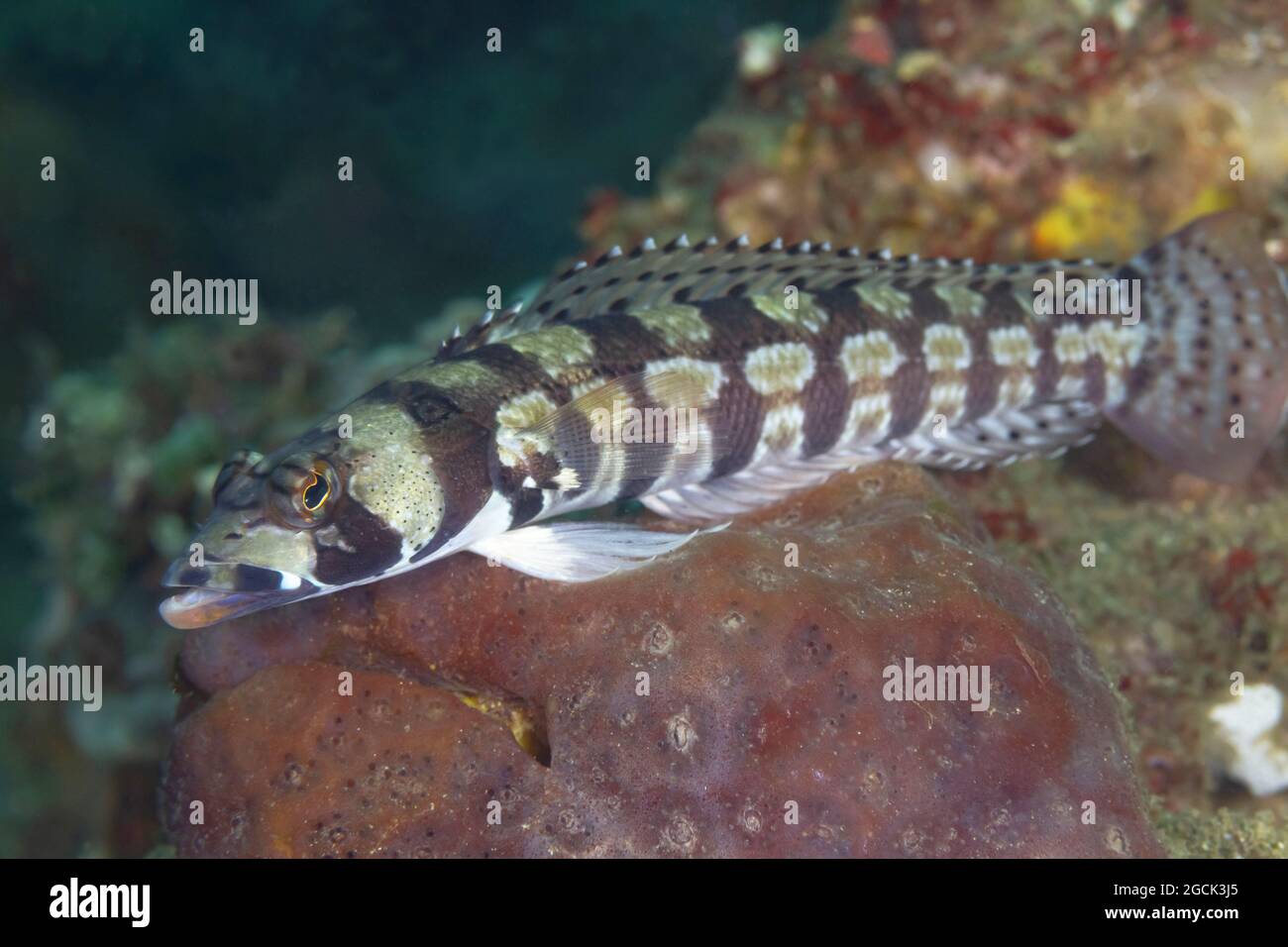Closeup of tropical marine Reticulated sandperch or Parapercis tetracantha fish with long spotted body swimming in deep ocean water Stock Photo