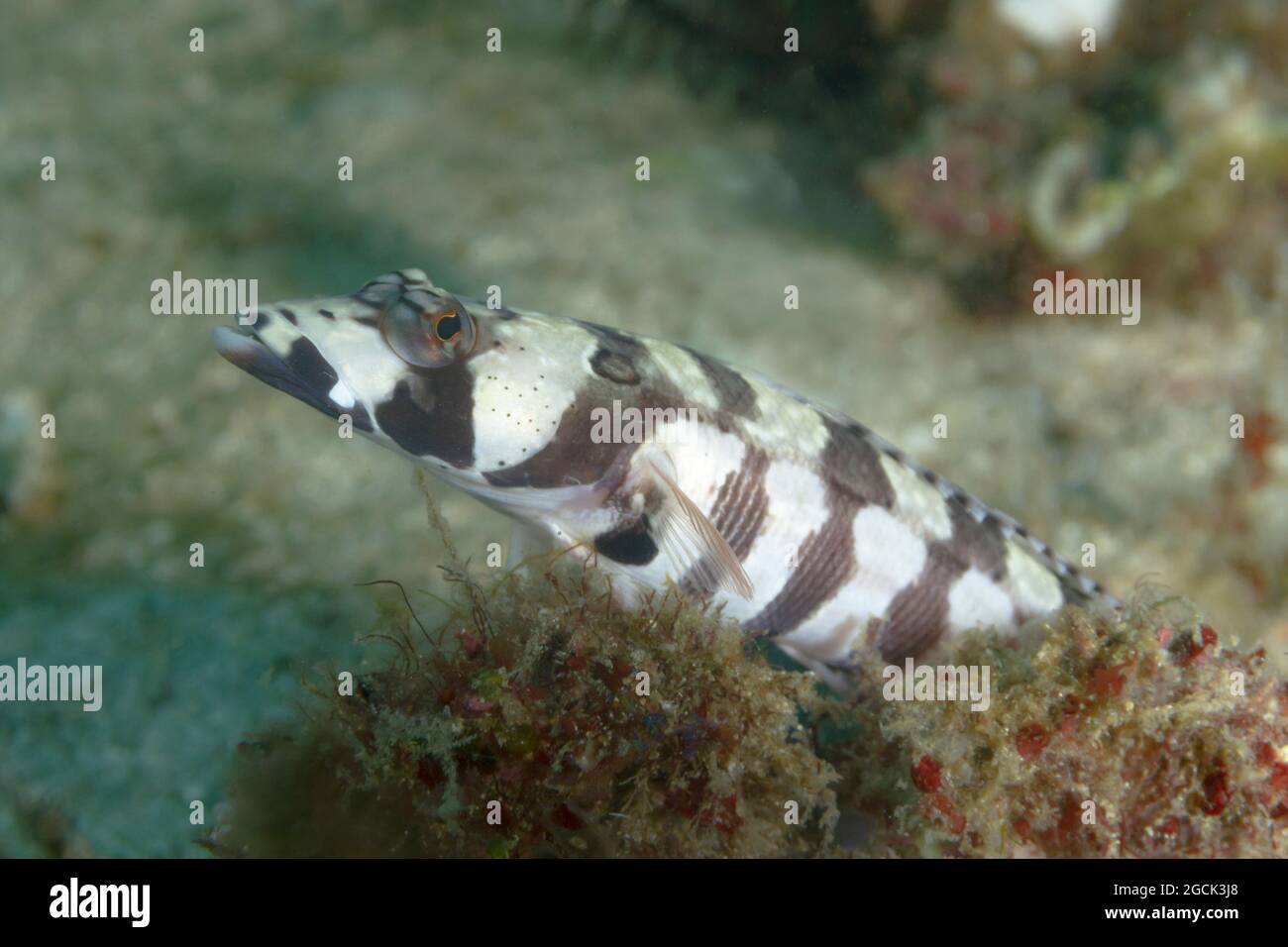 Closeup of tropical marine Reticulated sandperch or Parapercis tetracantha fish with long spotted body swimming in deep ocean water Stock Photo