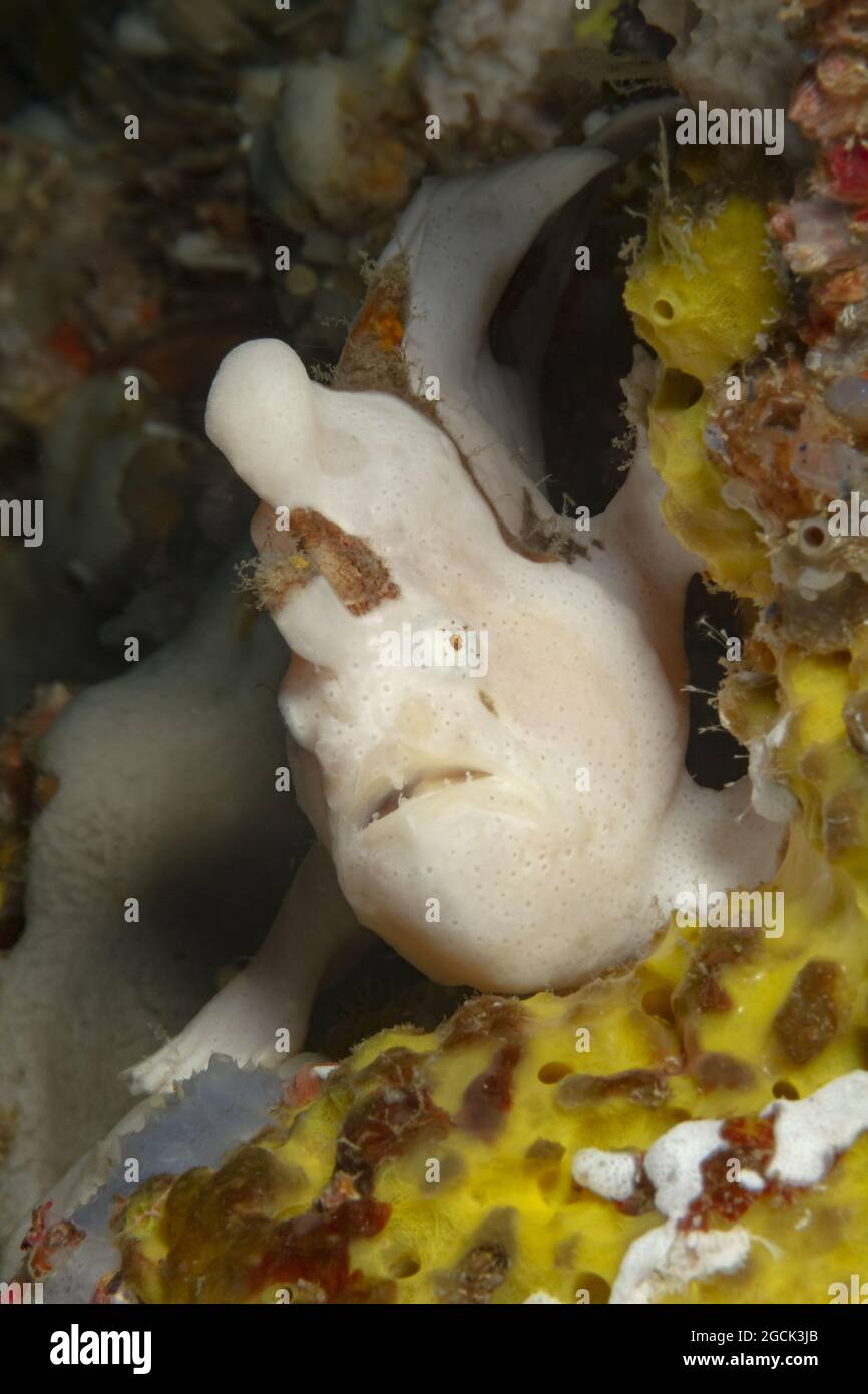 Exotic marine Antennarius multiocellatus or longlure frogfish hiding among sponges on bottom of ocean Stock Photo