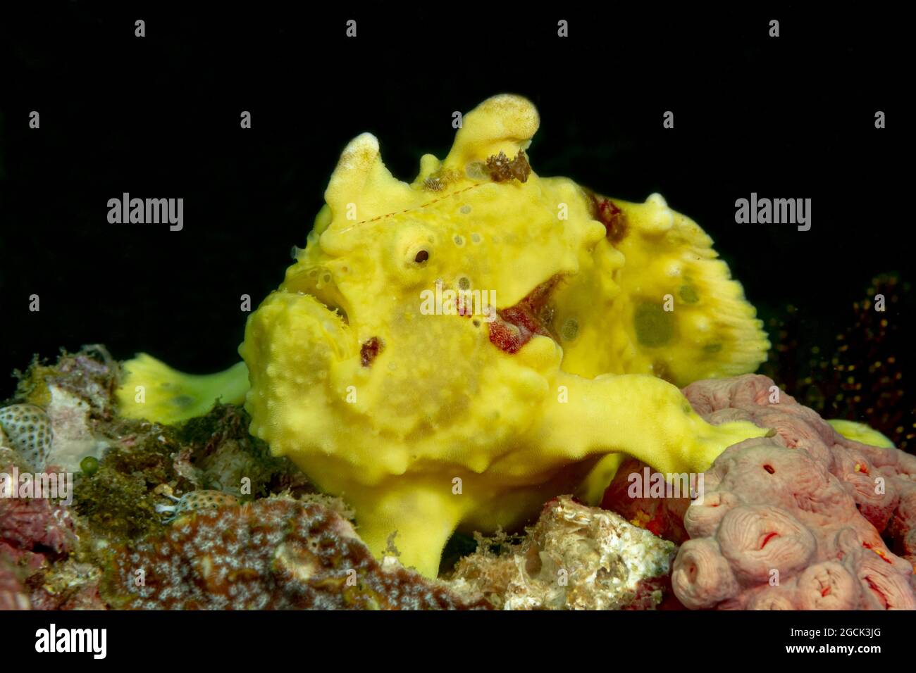 Closeup of bright yellow subtropical Antennarius multiocellatus or longlure frogfish in transparent sea water with corals Stock Photo
