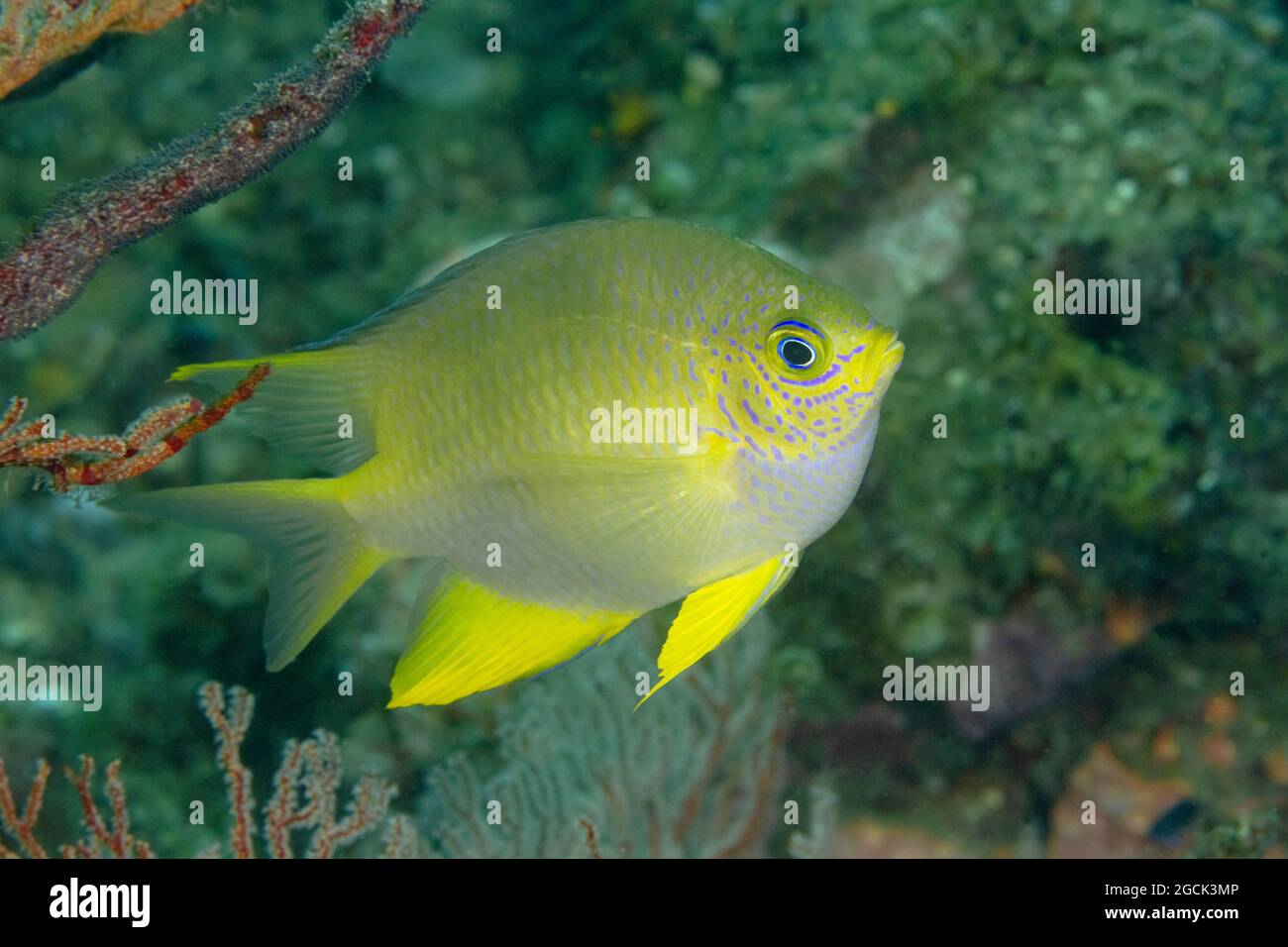 Closeup of tropical marine Amblyglyphidodon aureus or Golden damselfish ...