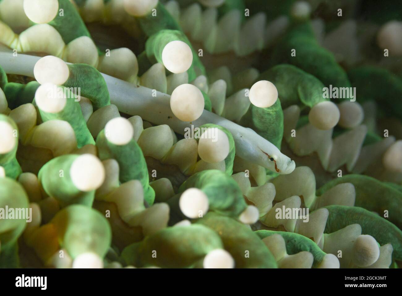 Closeup of tropical marine Siokunichthys nigrolineatus or Mushroom coral pipefish swimming among seaweed in transparent sea water Stock Photo