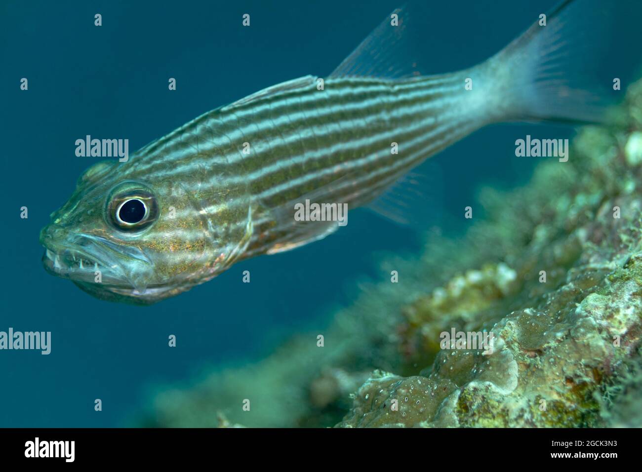 Closeup of tropical marine Cheilodipterus macrodon or Large toothed cardinalfish fish with striped body swimming underwater with rocky reefs Stock Photo