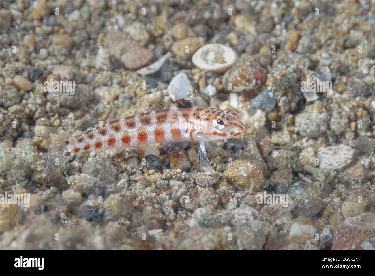 Closeup of tropical marine Parapercis schauinslandii or Redspotted sandperch fish swimming near stony bottom undersea Stock Photo
