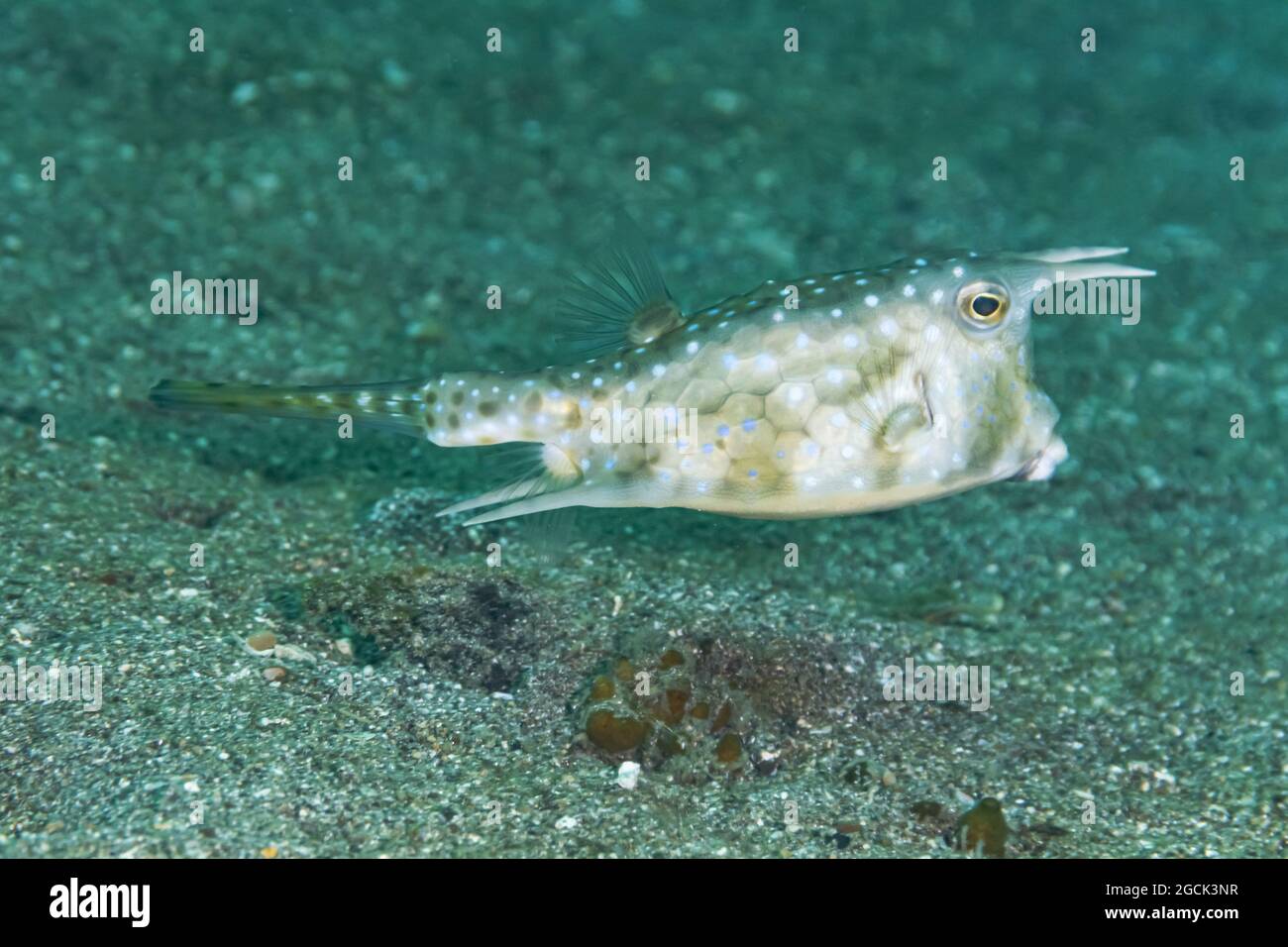 Closeup of exotic Lactoria cornuta or longhorn cowfish also called horned boxfish with horns and spotted body swimming above sea bottom Stock Photo