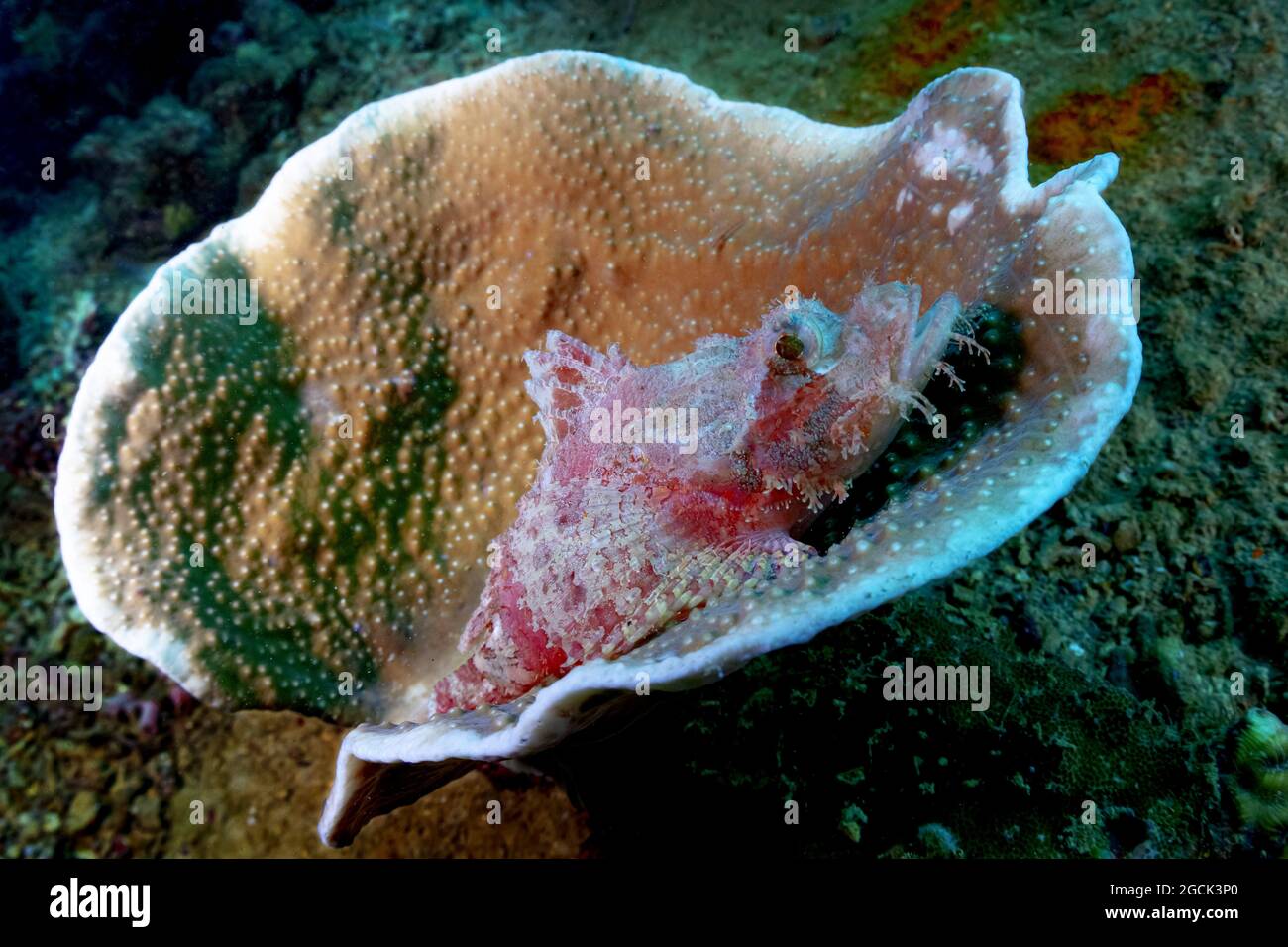 Closeup of tropical marine Scorpaenopsis papuensis or Papuan scorpionfish swimming in deep transparent ocean water Stock Photo