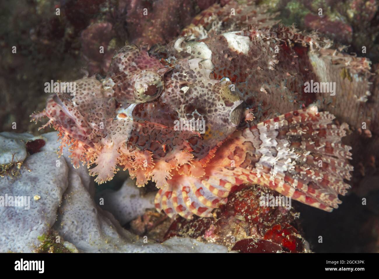 Closeup of exotic tropical marine Scorpaenopsis papuensis or Papuan scorpionfish camouflaging among rocky reefs of ocean bottom Stock Photo