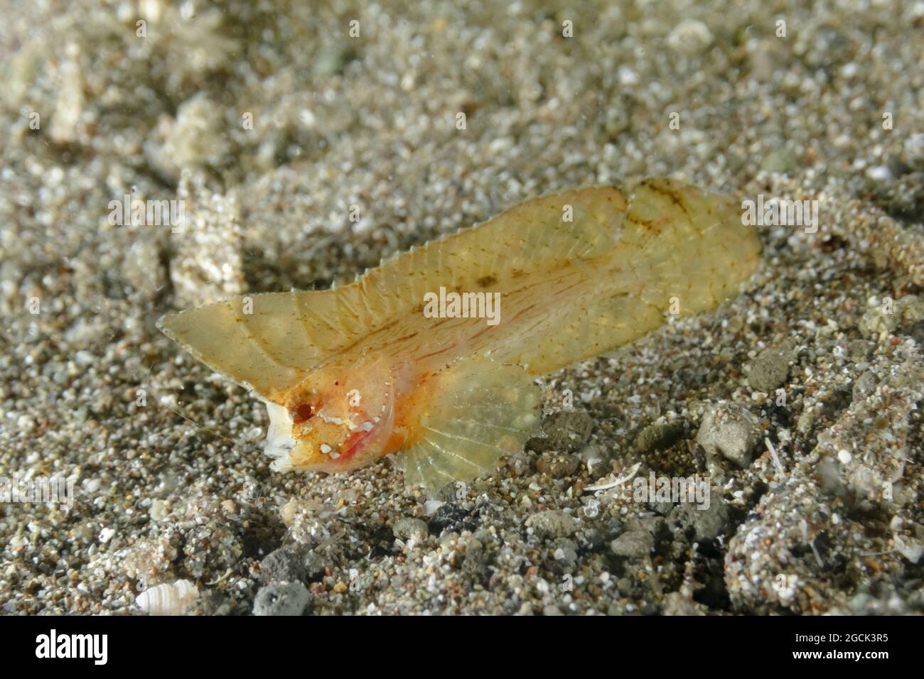 Closeup of tropical marine Ablabys taenianotus or Cockatoo waspfish swimming near sandy bottom in ocean water Stock Photo