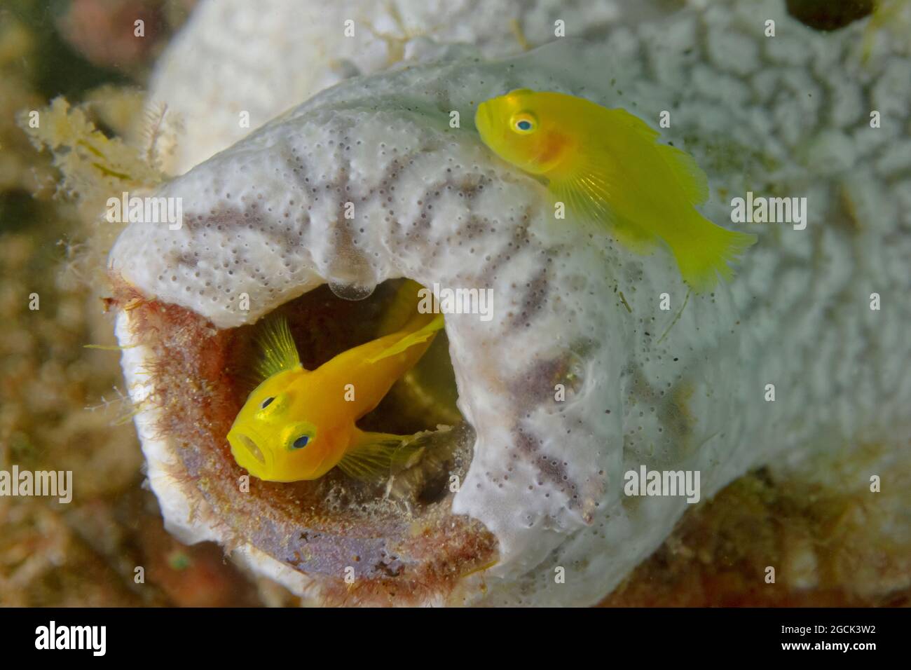 Closeup of tiny bright yellow Gobiodon okinawae or Okinawa goby fishes swimimng near coral reef undersea Stock Photo